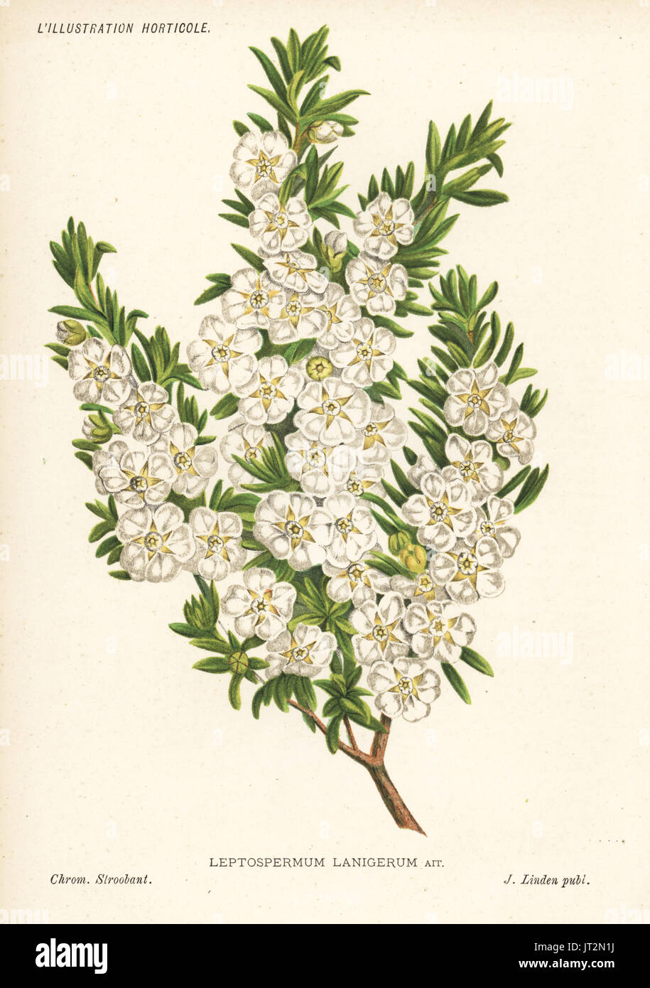 Woolly tea-tree, Leptospermum lanigerum. Chromolithograph by Stroobant from Jean Linden's l'Illustration Horticole, Brussels, 1885. Stock Photo