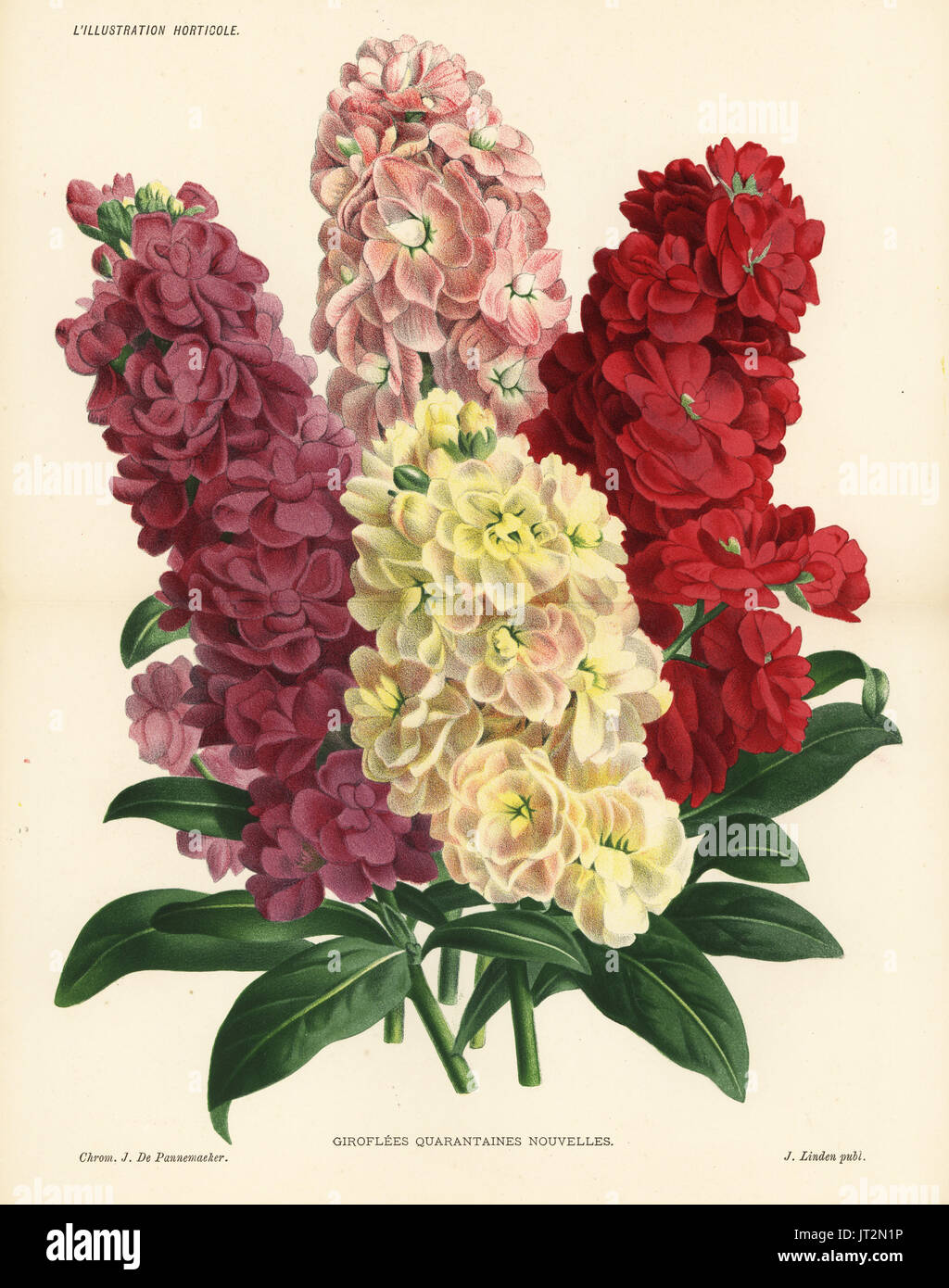 New varieties of hoary stock, Matthiola incana (Giroflees quarantaines nouvelles). Chromolithograph by J. de Pannemaeker from Jean Linden's l'Illustration Horticole, Brussels, 1885. Stock Photo