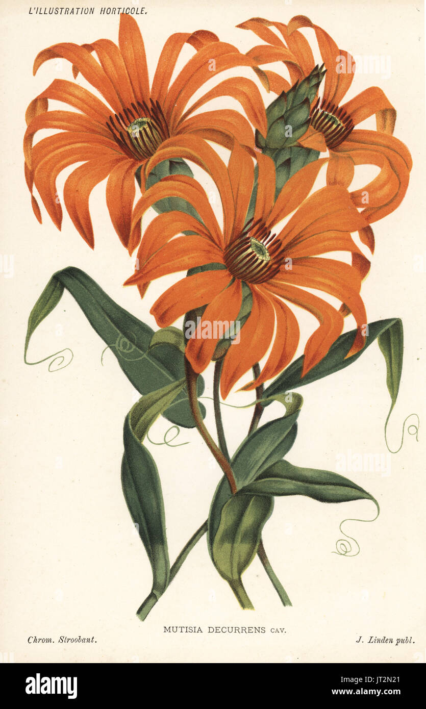 Sunflower species, Mutisia decurrens. Chromolithograph by Stroobant from Jean Linden's l'Illustration Horticole, Brussels, 1885. Stock Photo