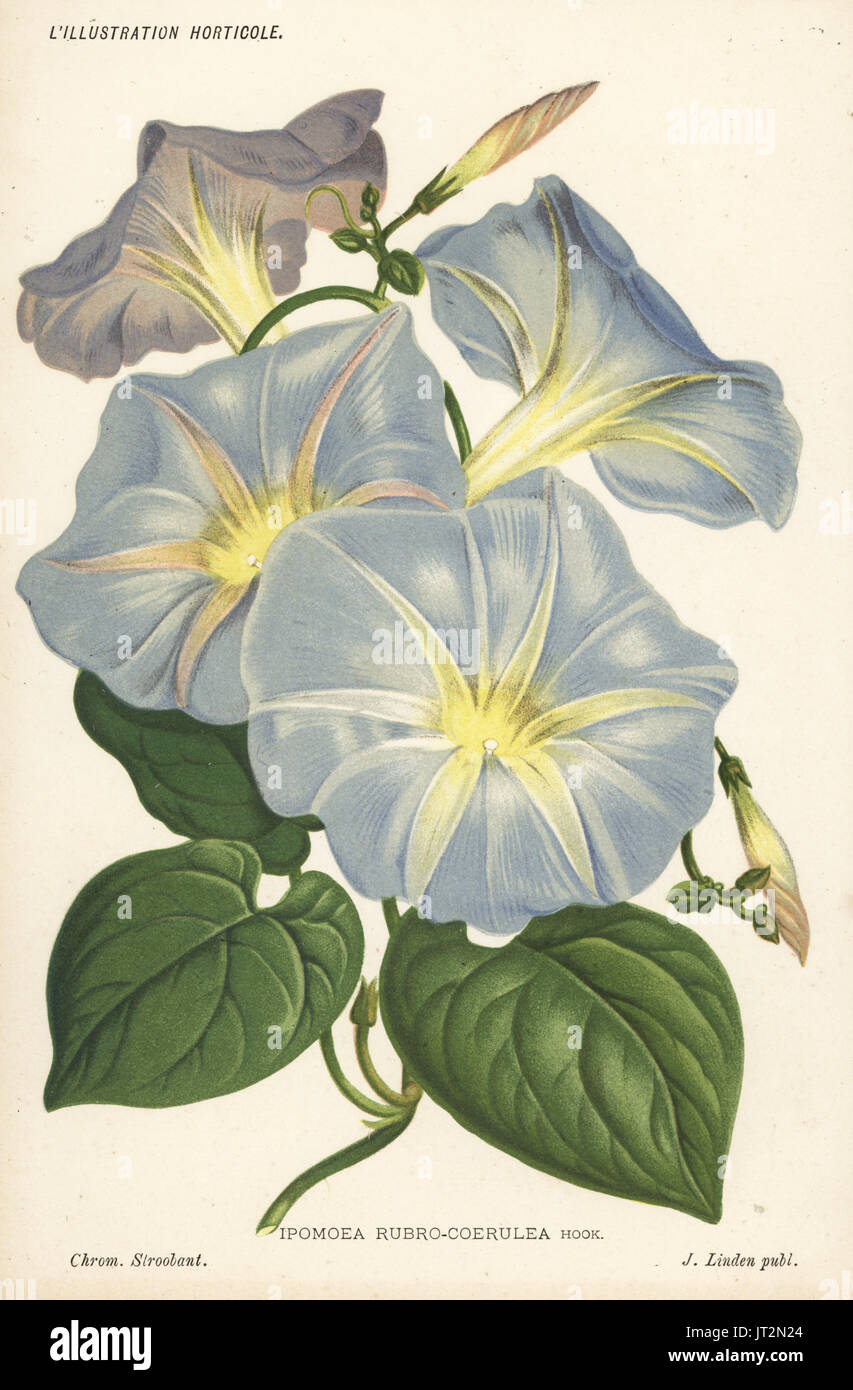 Morning glory, Ipomoea tricolor (Ipomoea rubrocaerulea). Chromolithograph by Pieter de Pannemaeker from Jean Linden's l'Illustration Horticole, Brussels, 1885. Stock Photo