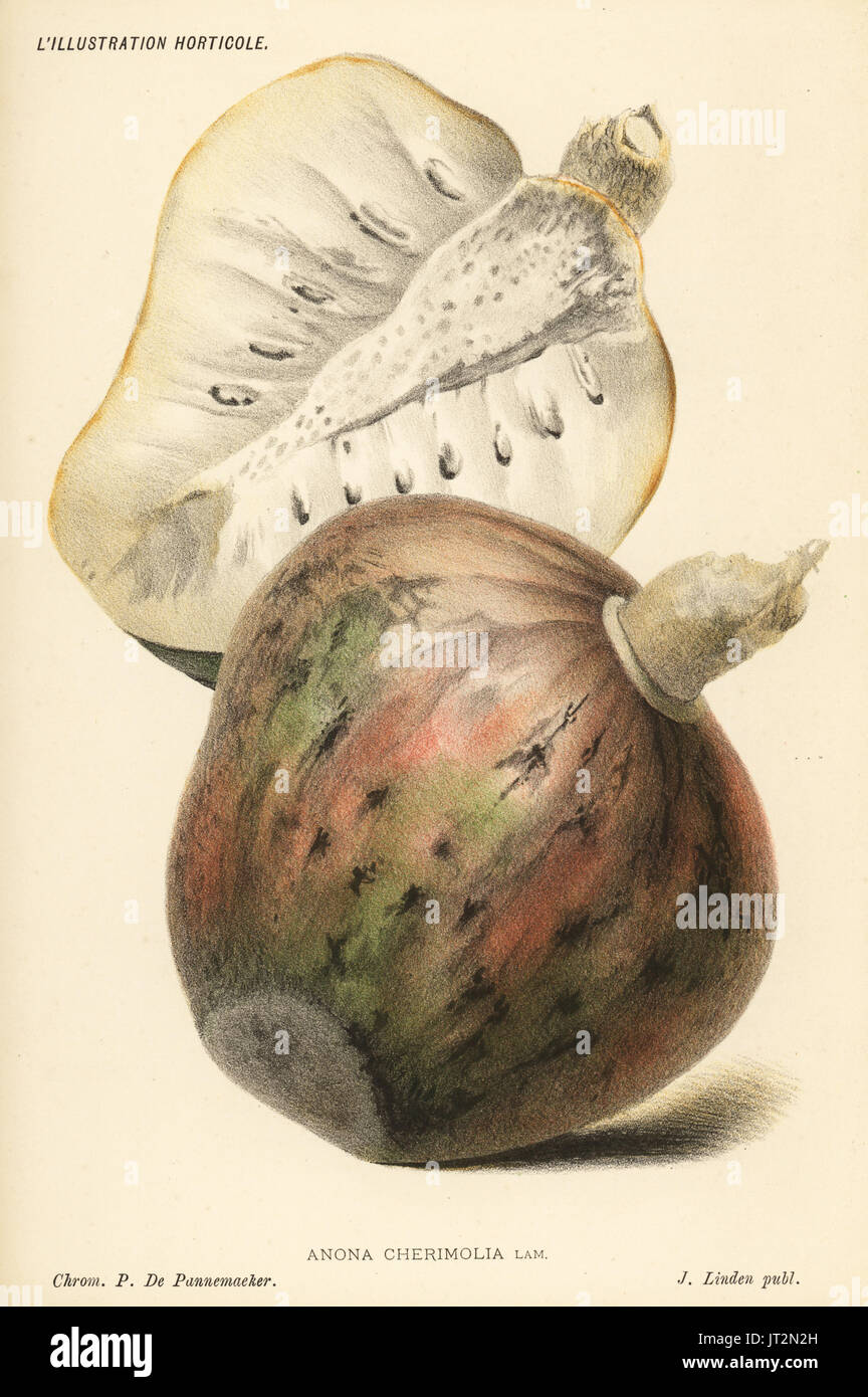 Chirimuya fruit, Annona cherimola (Anona cherimolia). Chromolithograph by Pieter de Pannemaeker from Jean Linden's l'Illustration Horticole, Brussels, 1885. Stock Photo