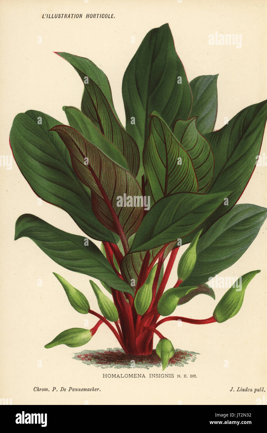 Homalomena insignis foliage plant. Chromolithograph by Pieter de Pannemaeker from Jean Linden's l'Illustration Horticole, Brussels, 1885. Stock Photo