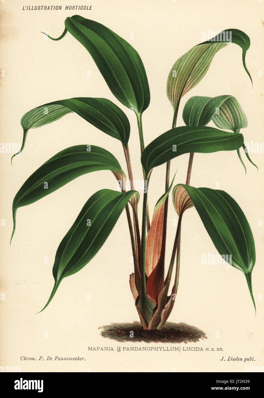 Mapania cuspidata (Mapania lucida). Chromolithograph by Pieter de Pannemaeker from Jean Linden's l'Illustration Horticole, Brussels, 1885. Stock Photo