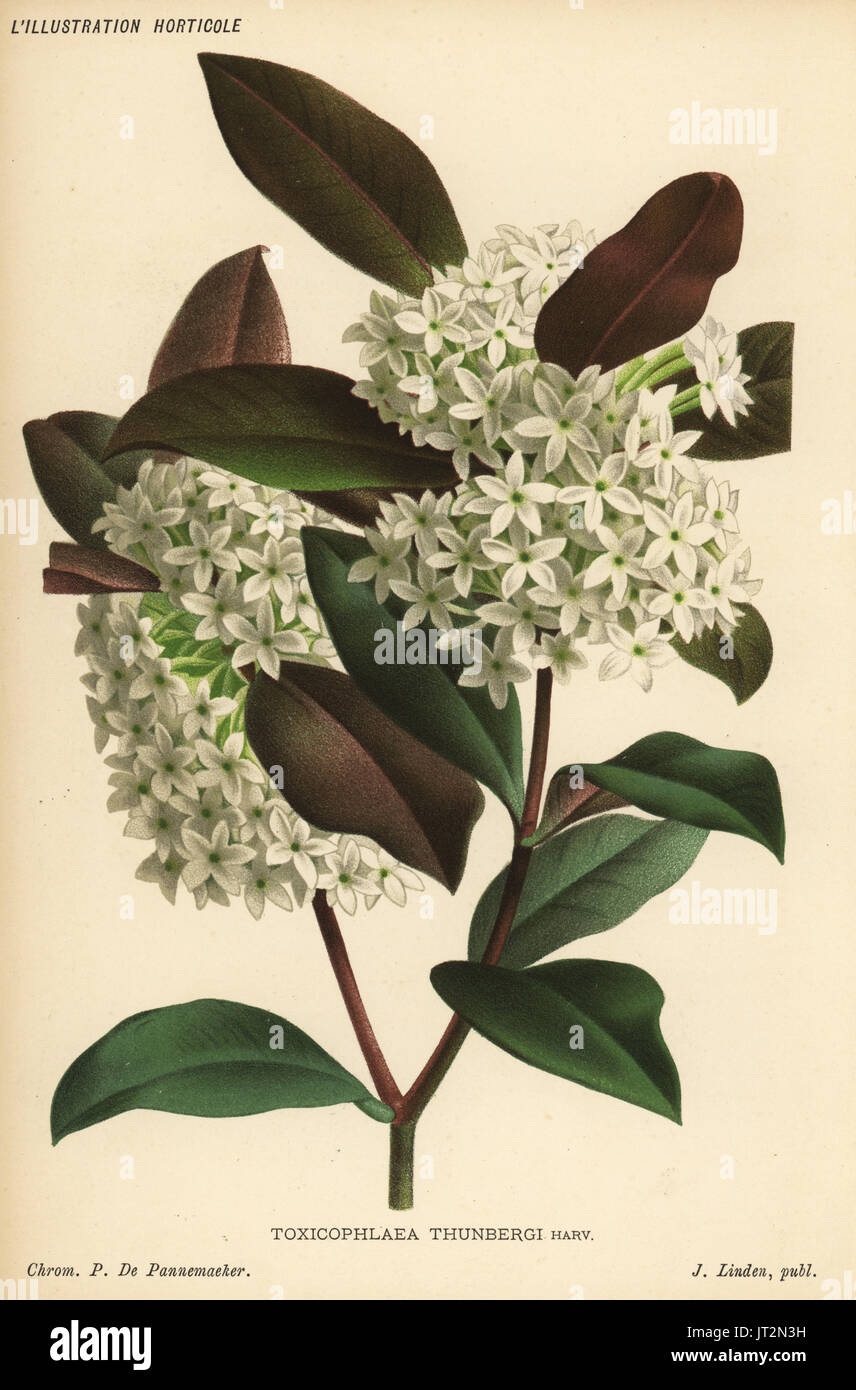 Poison arrow plant, Acokanthera oppositifolia (Toxicophlaea thunbergii). Chromolithograph by Pieter de Pannemaeker from Jean Linden's l'Illustration Horticole, Brussels, 1885. Stock Photo