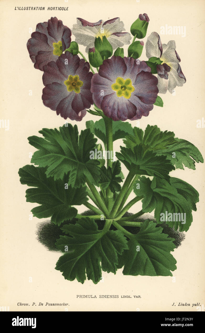 Chinese primrose cultivar raised by Cannell & Sons, Swanley, Primula sinensis var. Chromolithograph by Pieter de Pannemaeker from Jean Linden's l'Illustration Horticole, Brussels, 1885. Stock Photo