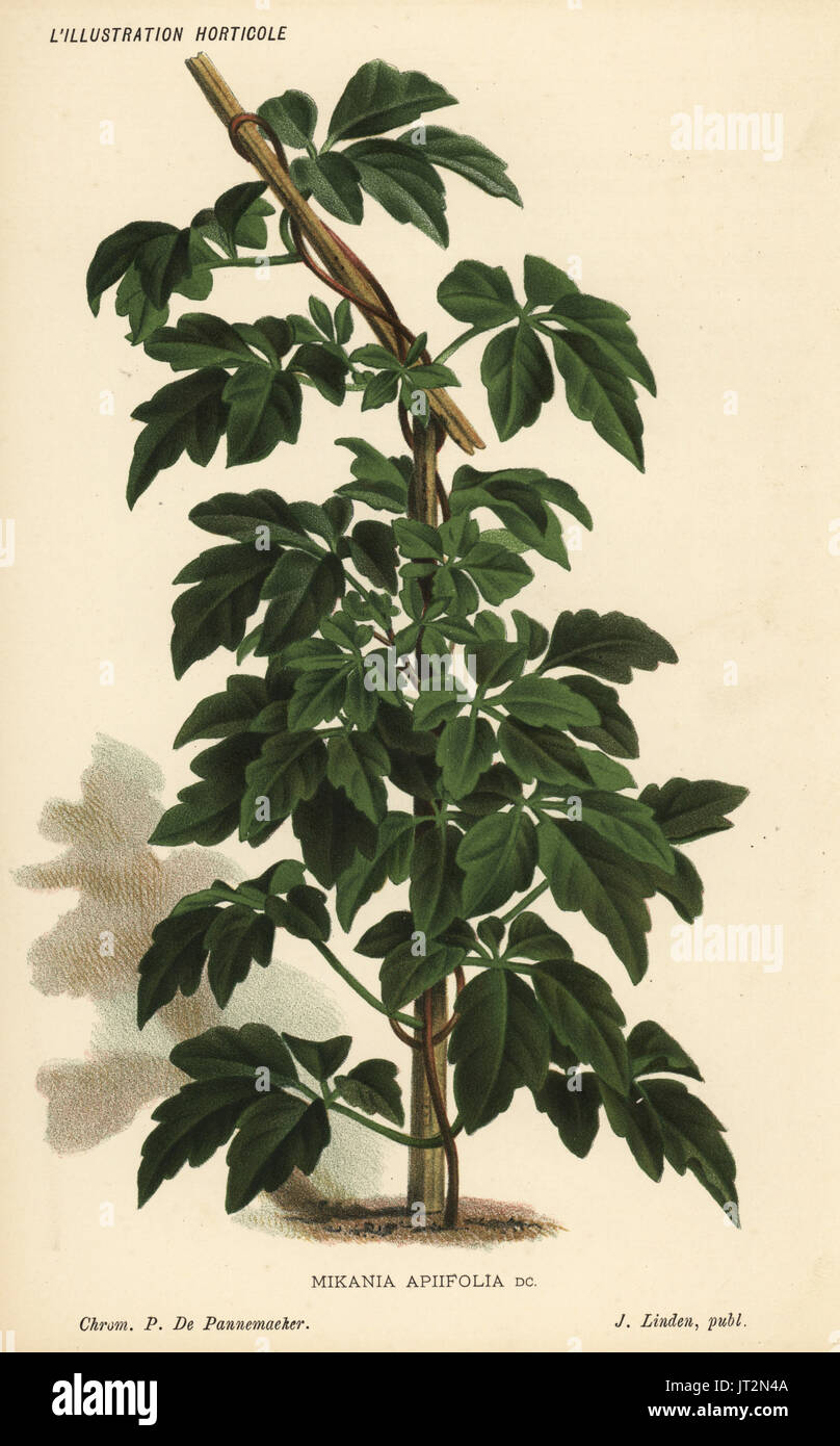 Calea pinnatifida (Mikania apiifolia). Chromolithograph by Pieter de Pannemaeker from Jean Linden's l'Illustration Horticole, Brussels, 1885. Stock Photo