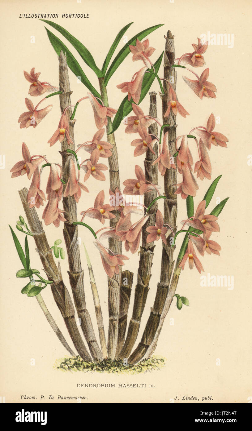 Hasselt's dendrobium orchid or spinach orchid, Dendrobium hasseltii. Chromolithograph by Pieter de Pannemaeker from Jean Linden's l'Illustration Horticole, Brussels, 1885. Stock Photo