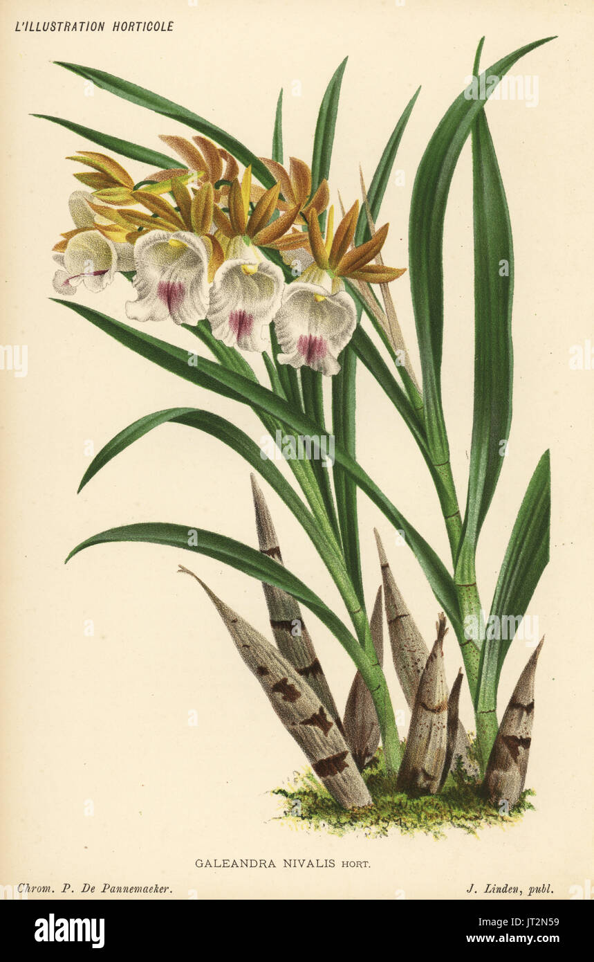 Galeandra nivalis orchid. Chromolithograph by Pieter de Pannemaeker from Jean Linden's l'Illustration Horticole, Brussels, 1885. Stock Photo