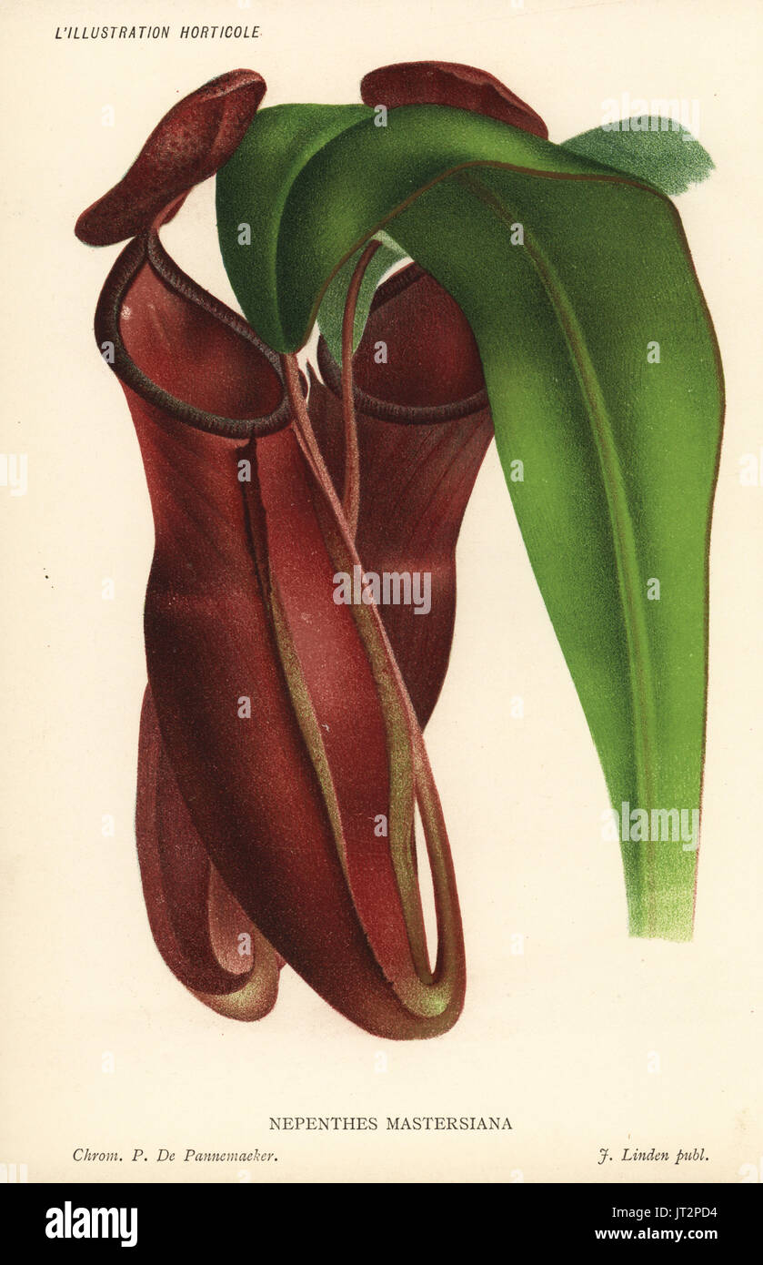 Dr. Maxwell Masters' pitcher plant, Nepenthes x mastersiana, cross of Nepenthes sanguinea and Nepenthes khasiana. Chromolithograph by Pieter de Pannemaeker from Jean Linden's l'Illustration Horticole, Brussels, 1885. Stock Photo