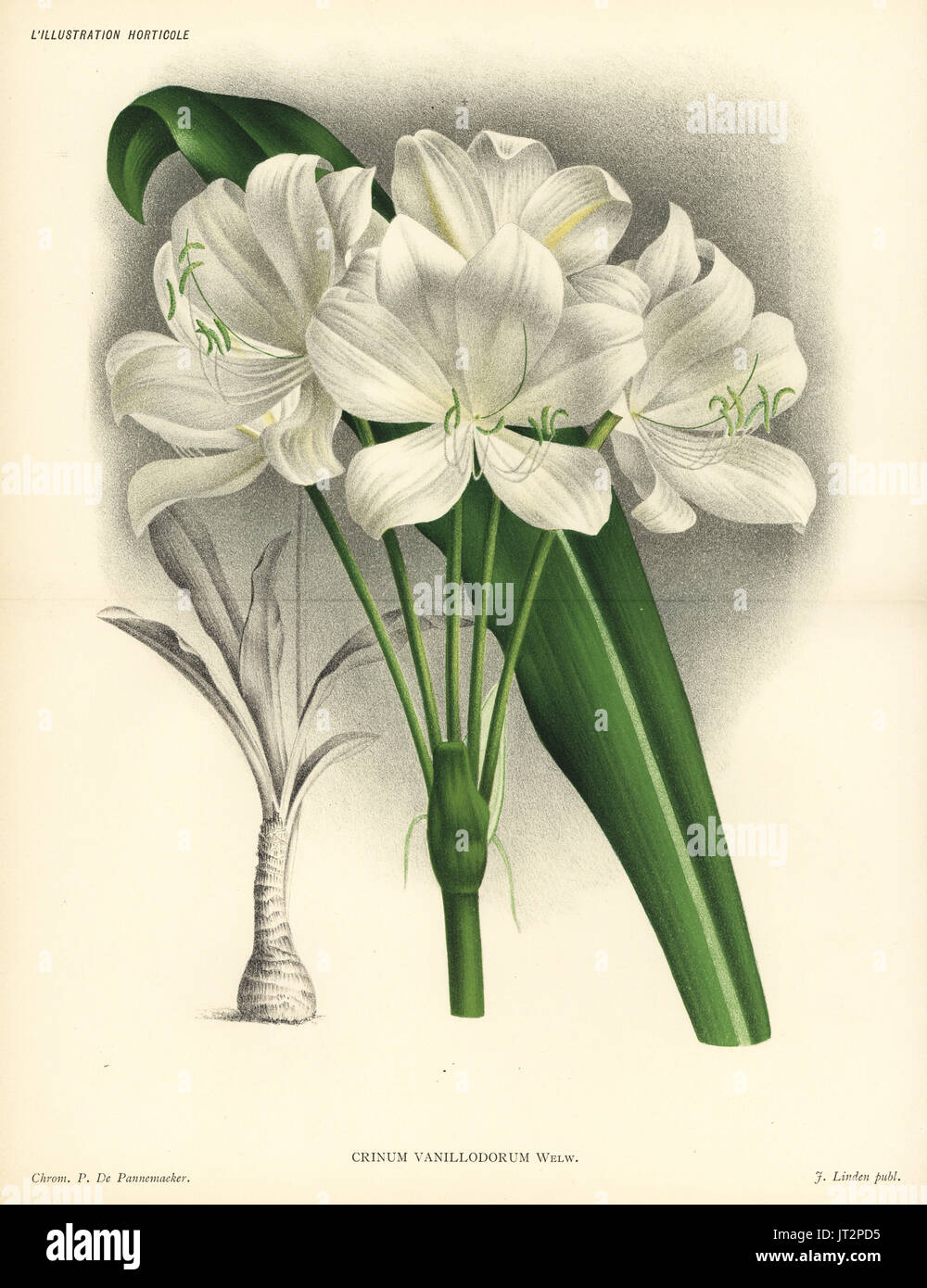 St. Christopher lily, Crinum jagus (Crinum vanillodorum). Chromolithograph by Pieter de Pannemaeker from Jean Linden's l'Illustration Horticole, Brussels, 1885. Stock Photo