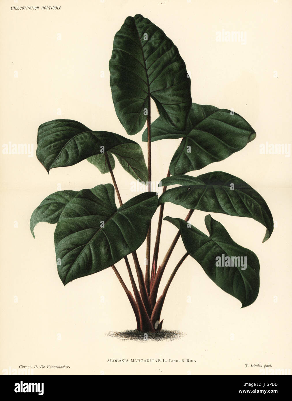 Alocasia puber foliage plant (Alocasia margaritae). Chromolithograph by Pieter de Pannemaeker from Jean Linden's l'Illustration Horticole, Brussels, 1885. Stock Photo