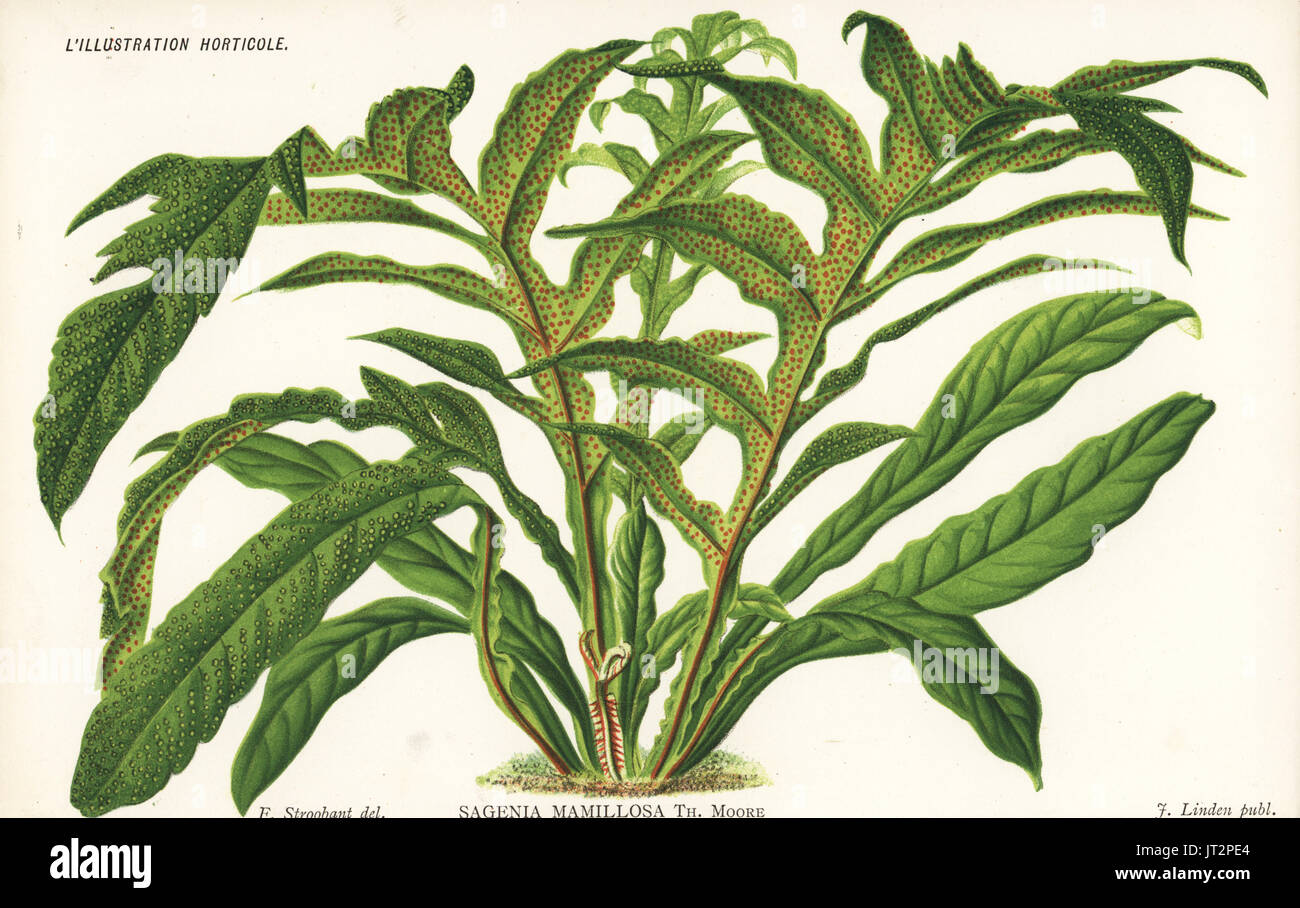 Unresolved species of halberd fern, Sagenia mamillosa. Chromolithograph by Francois Stroobant from Jean Linden's l'Illustration Horticole, Brussels, 1885. Stock Photo