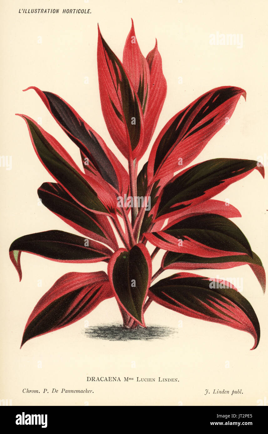 Cordyline cultivar, Madame Lucien Linden, cross of Cordyline fruticosa and Cordyline stricta (Dracaena Madame Lucien Linden). Chromolithograph by Pieter de Pannemaeker from Jean Linden's l'Illustration Horticole, Brussels, 1885. Stock Photo