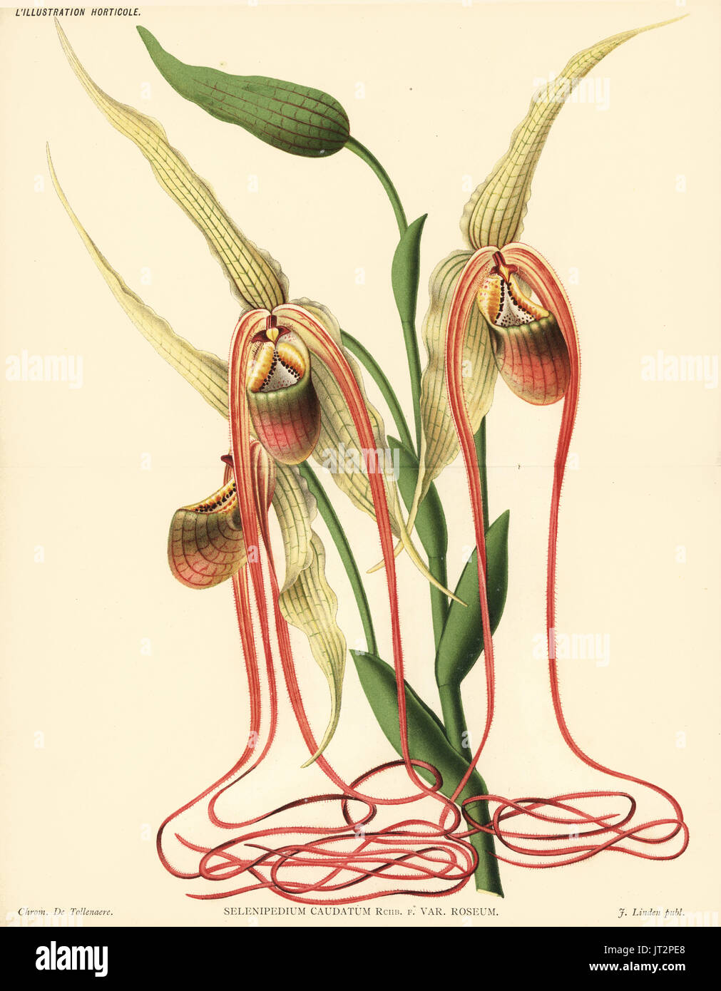 Mandarin orchid, Phragmipedium caudatum (Selenipedium caudatum var. roseum). Chromolithograph by de Tollenaere from Jean Linden's l'Illustration Horticole, Brussels, 1885. Stock Photo