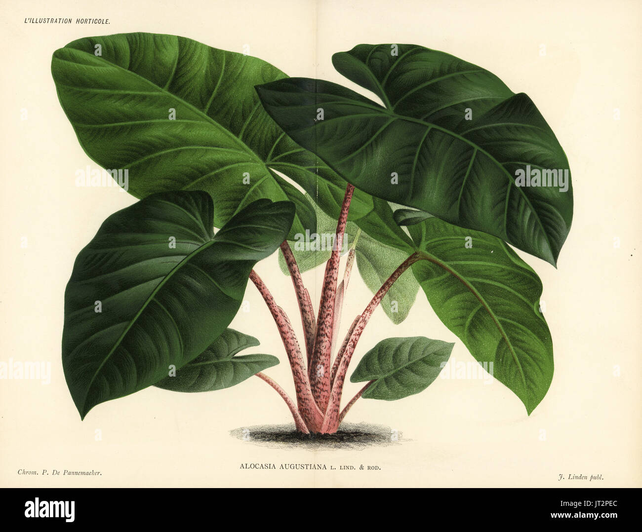 Alocasia augustiana. Chromolithograph by Pieter de Pannemaeker from Jean Linden's l'Illustration Horticole, Brussels, 1885. Stock Photo