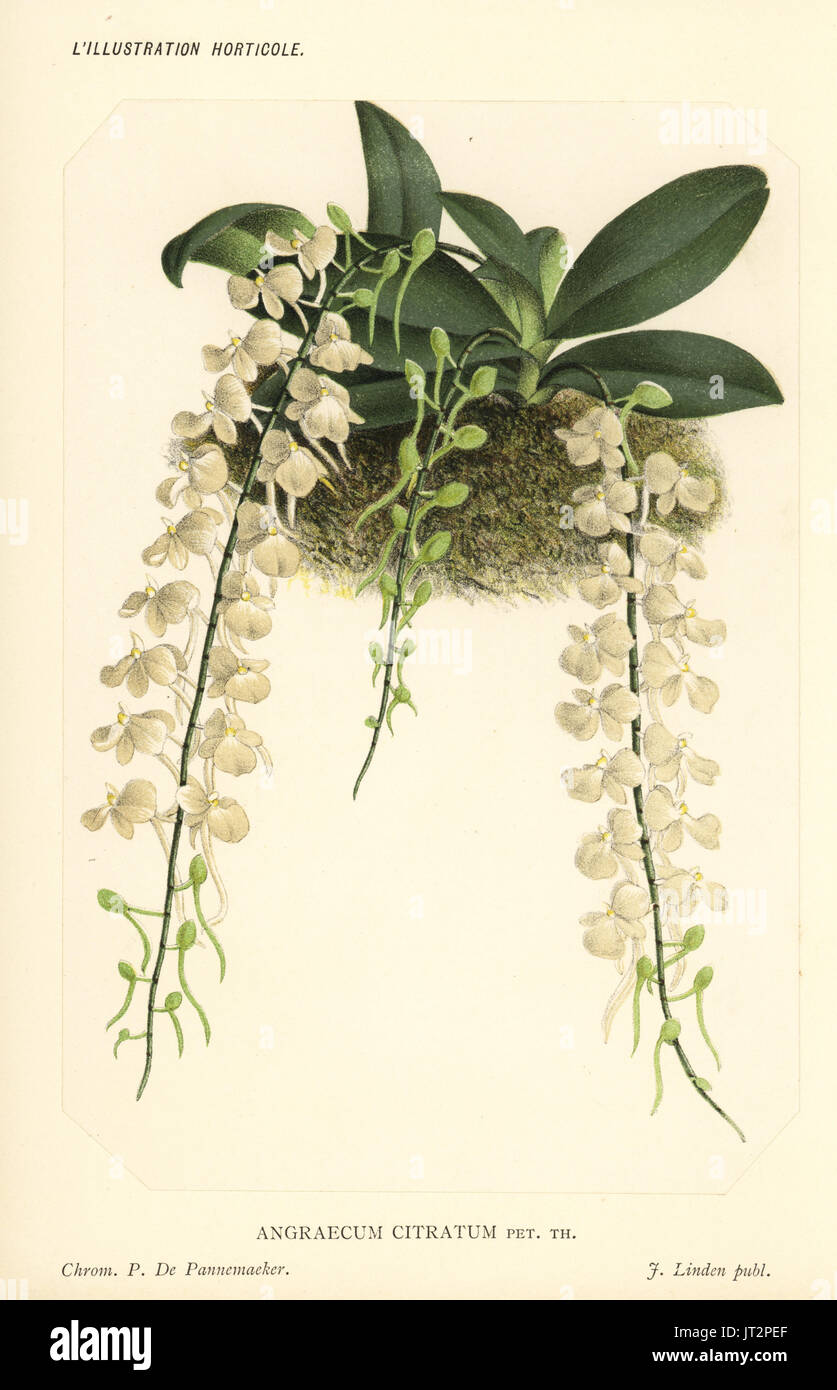 Aerangis citrata orchid (Angraecum citratum). Chromolithograph by Pieter de Pannemaeker from Jean Linden's l'Illustration Horticole, Brussels, 1885. Stock Photo
