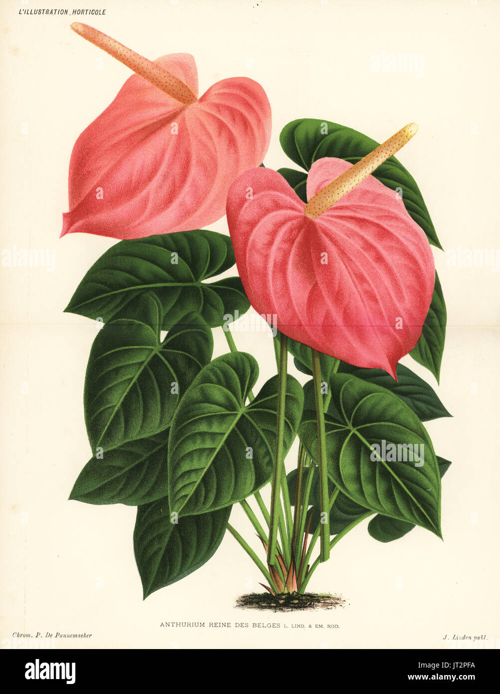 Flamingo flower variety, Anthurium Reine des Belges. Cross of Anthurium  andraeanum and Anthurium lindenii. Chromolithograph by Pieter de  Pannemaeker from Jean Linden's l'Illustration Horticole, Brussels, 1885  Stock Photo - Alamy