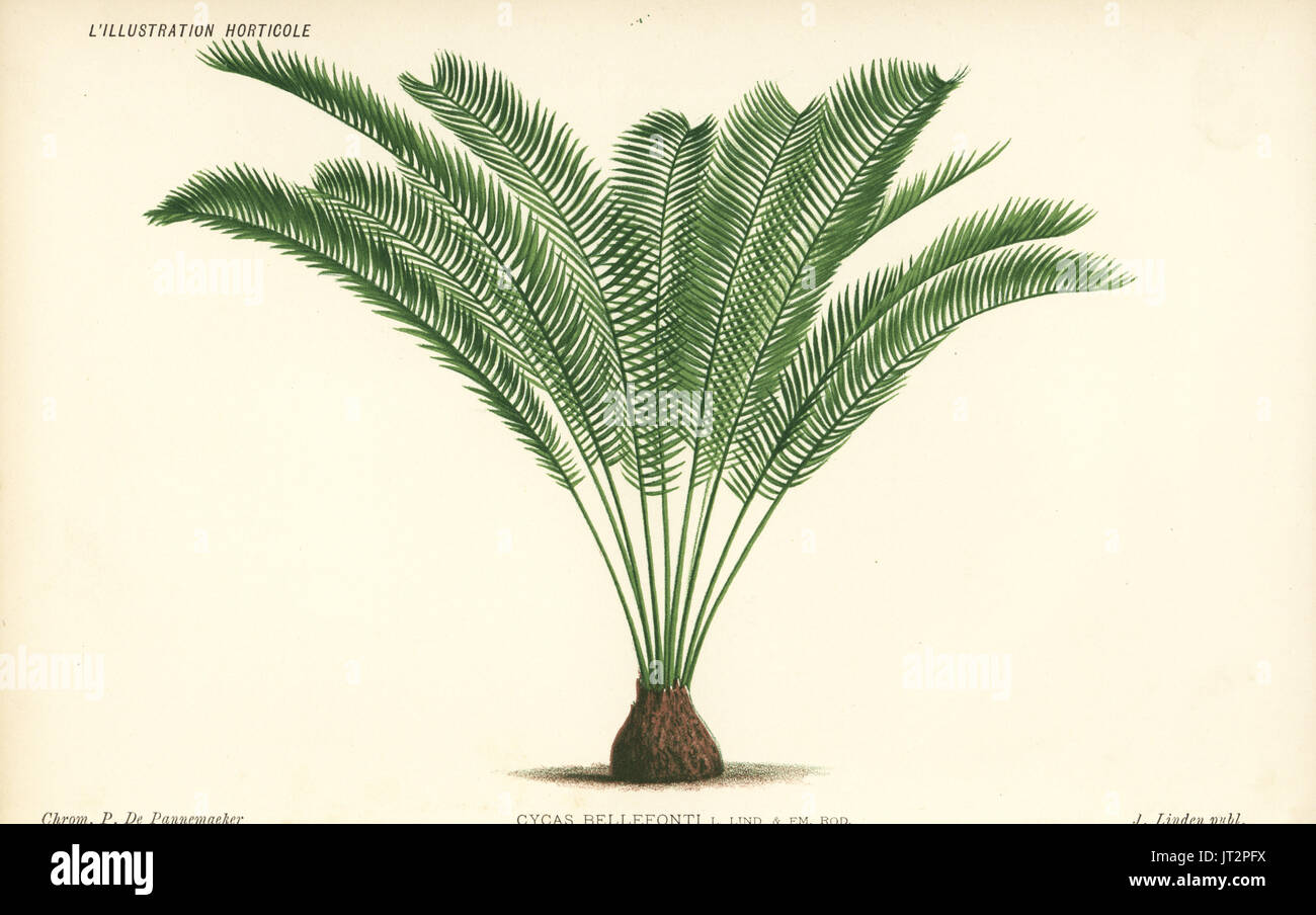 Zamia tonkinensis palm tree (Cycas bellefontii). Chromolithograph by Pieter de Pannemaeker from Jean Linden's l'Illustration Horticole, Brussels, 1885. Stock Photo