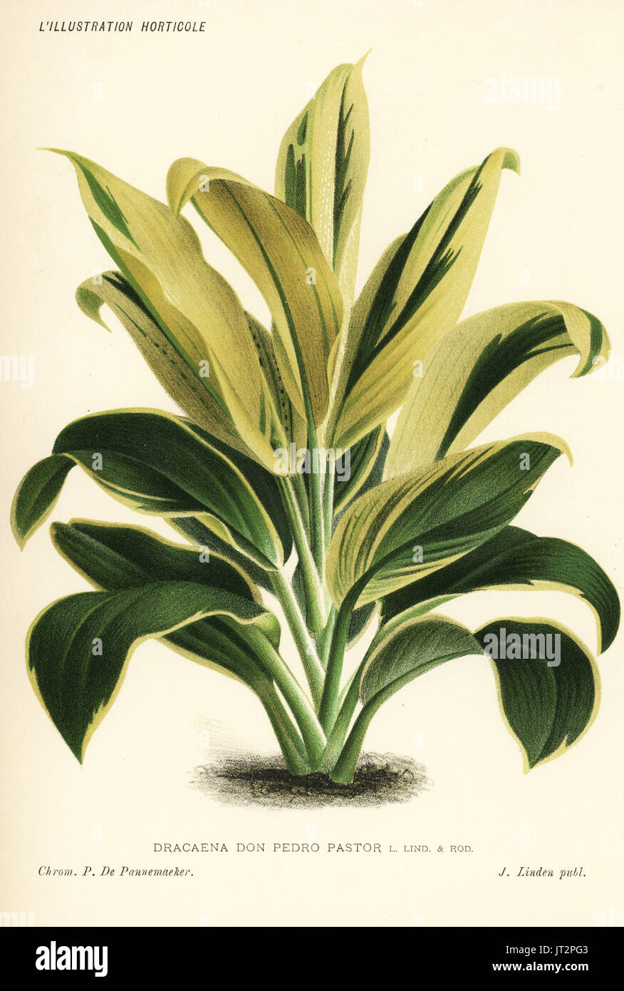 Cordyline hybrid, cross of Cordyline stricta and Cordyline fruticosa (Dracaena Don Pedro Pastor y Landero, named for the Madrid gardener). Chromolithograph by Pieter de Pannemaeker from Jean Linden's l'Illustration Horticole, Brussels, 1885. Stock Photo