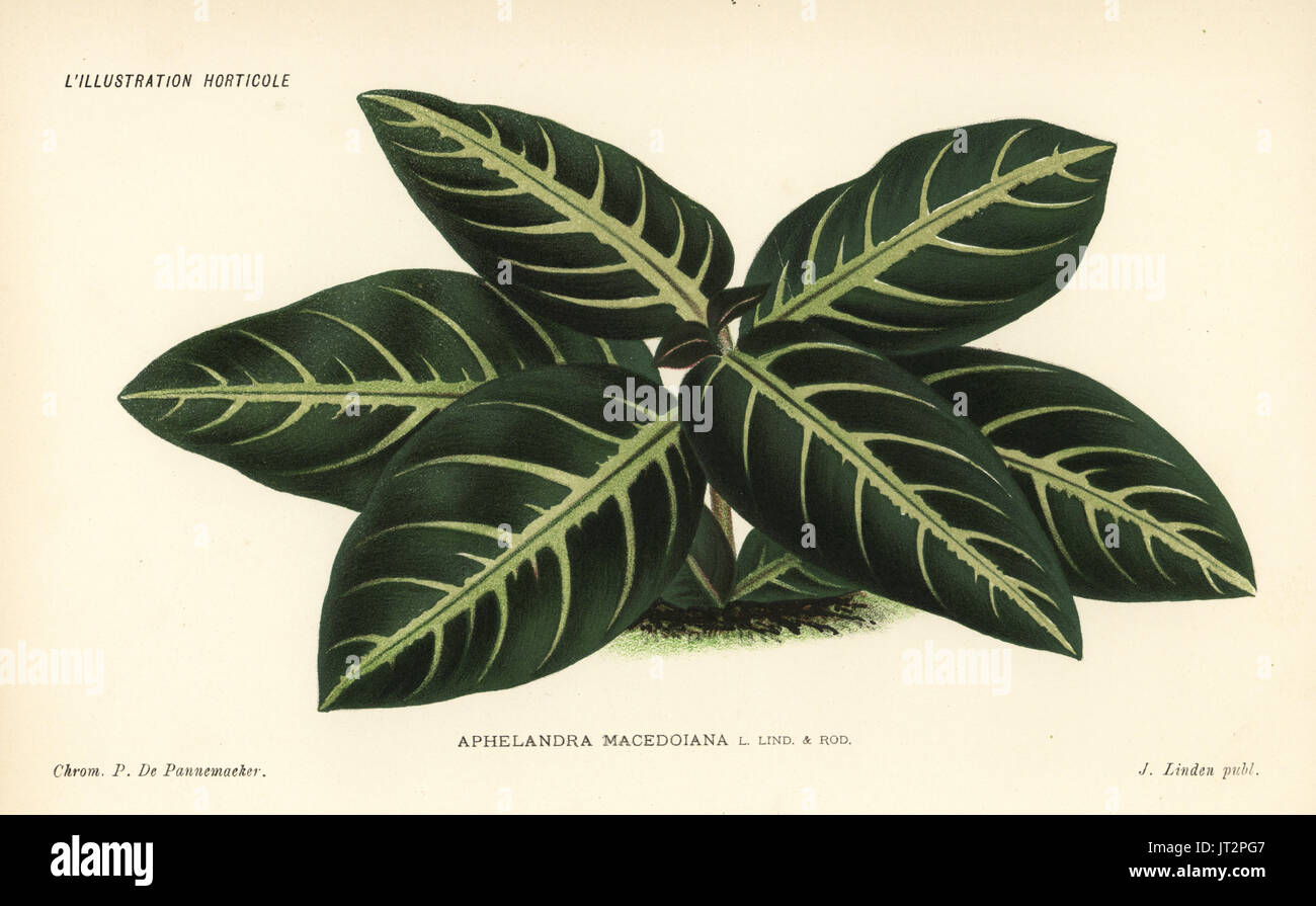 Aphelandra macedoiana foliage plant, named for de Macedo Costa who brought it from Brazil. Chromolithograph by Pieter de Pannemaeker from Jean Linden's l'Illustration Horticole, Brussels, 1885. Stock Photo