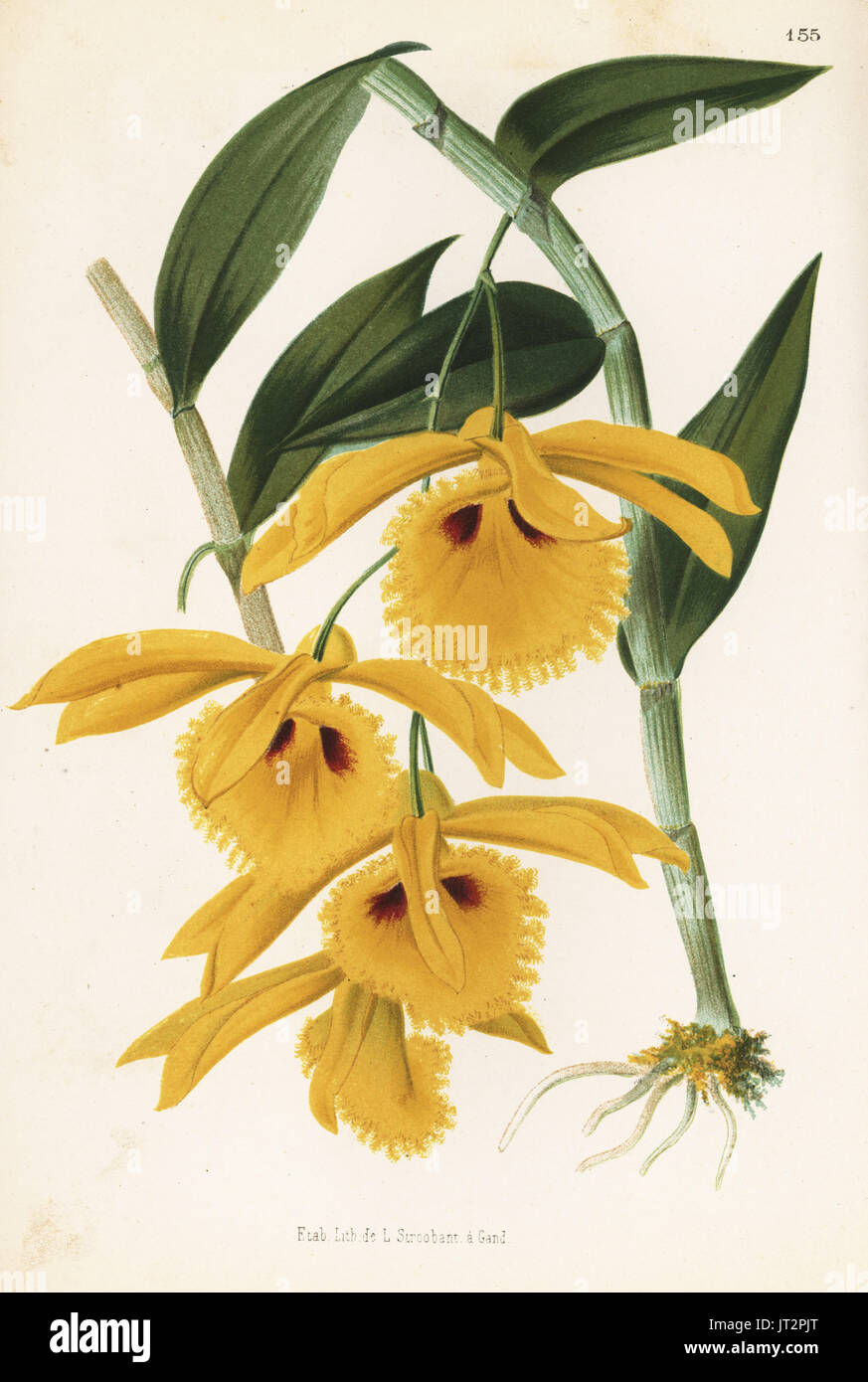 Dendrobium hookerianum orchid (Dendrobium chrysotis). Chromolithograph by L. Stroobant from Jean Linden's l'Illustration Horticole, Brussels, 1873. Stock Photo
