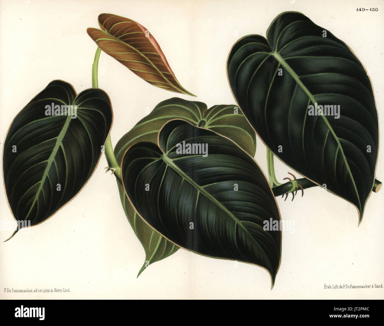 Black gold philodendron, Philodendron melanochrysum. Drawn and chromolithographed by P. de Pannemaeker from Jean Linden's l'Illustration Horticole, Brussels, 1873. Stock Photo