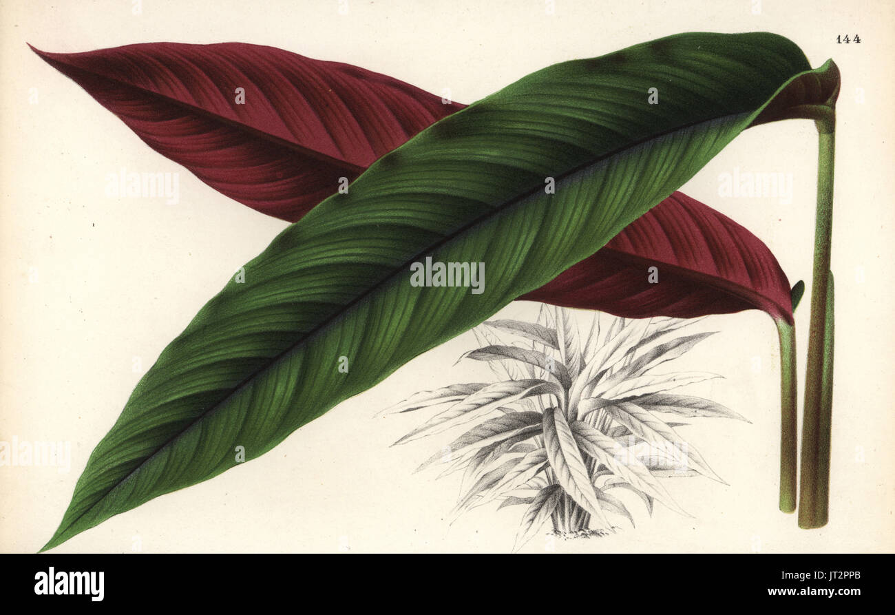 Calathea nigrocostata. Chromolithograph by P. de Pannemaeker from Jean Linden's l'Illustration Horticole, Brussels, 1873. Stock Photo