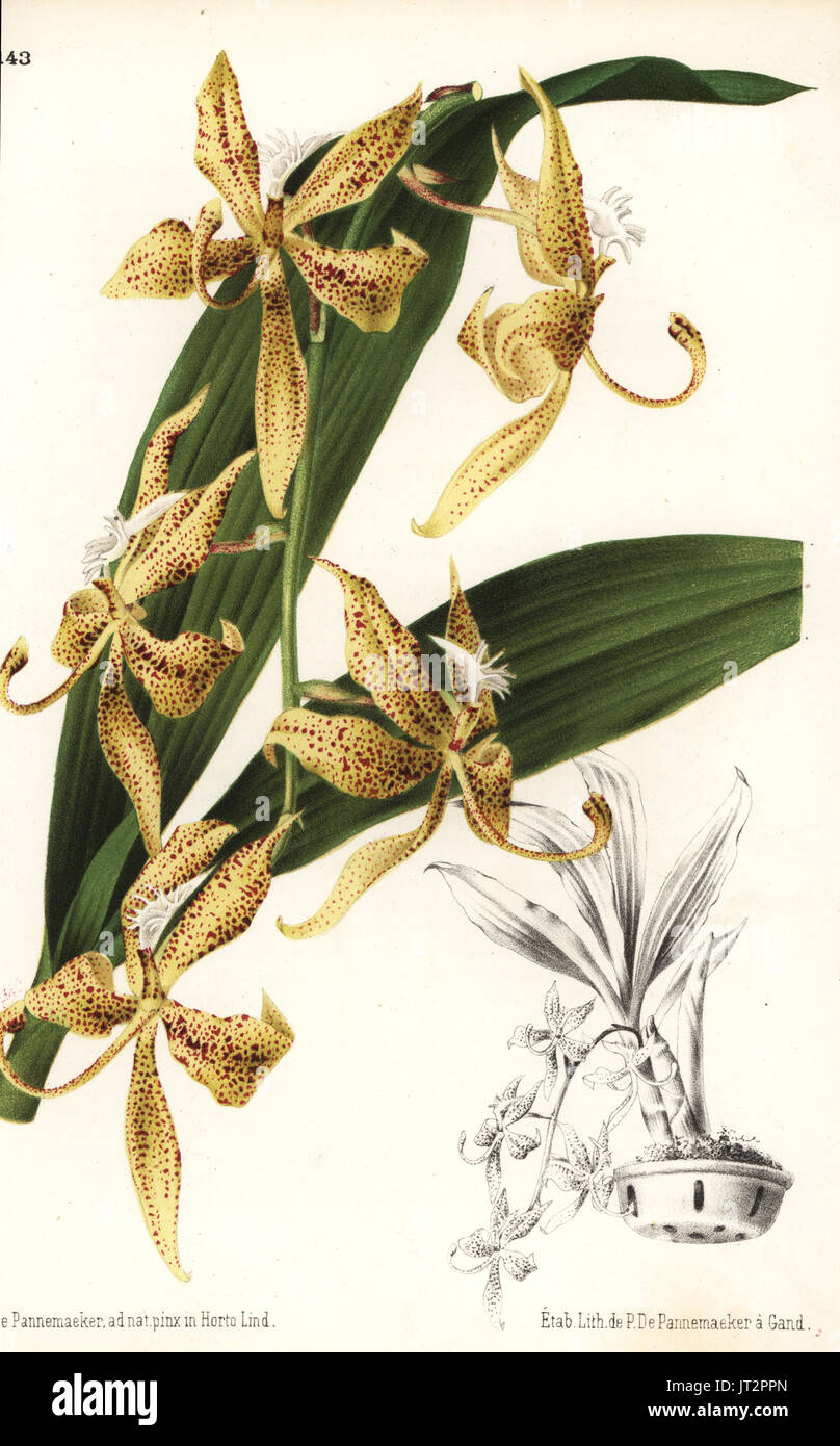 Spotted cycnoches orchid, Cycnoches maculatum. Drawn and chromolithographed by P. de Pannemaeker from Jean Linden's l'Illustration Horticole, Brussels, 1873. Stock Photo