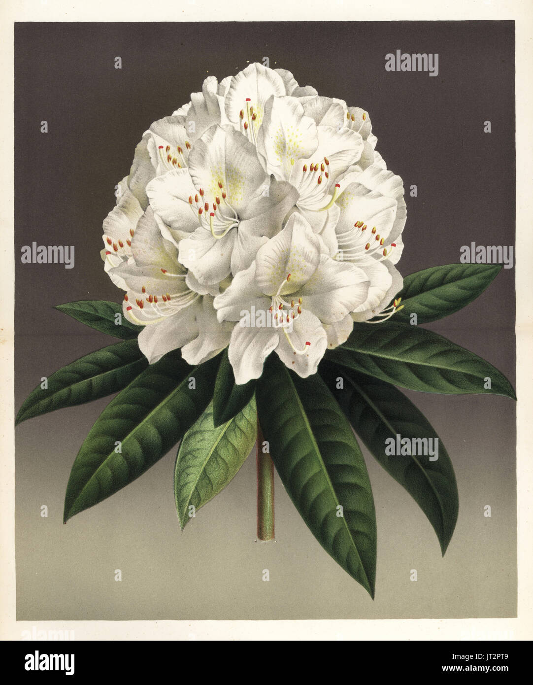Rhododendron hybridum, Princesse Louise. Chromolithograph by P. de Pannemaeker from Jean Linden's l'Illustration Horticole, Brussels, 1873. Stock Photo