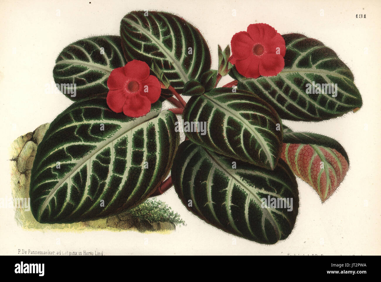 Episcia reptans foliage plant (Cyrtodeira fulgida). Drawn and chromolithographed by P. de Pannemaeker from Jean Linden's l'Illustration Horticole, Brussels, 1873. Stock Photo