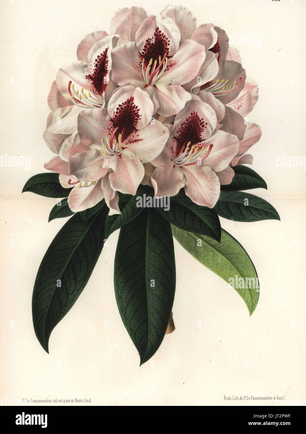 Rhododendron hybridum, Madame Linden (Rhododendrum Madame Linden). Drawn and chromolithographed by P. de Pannemaeker from Jean Linden's l'Illustration Horticole, Brussels, 1873. Stock Photo