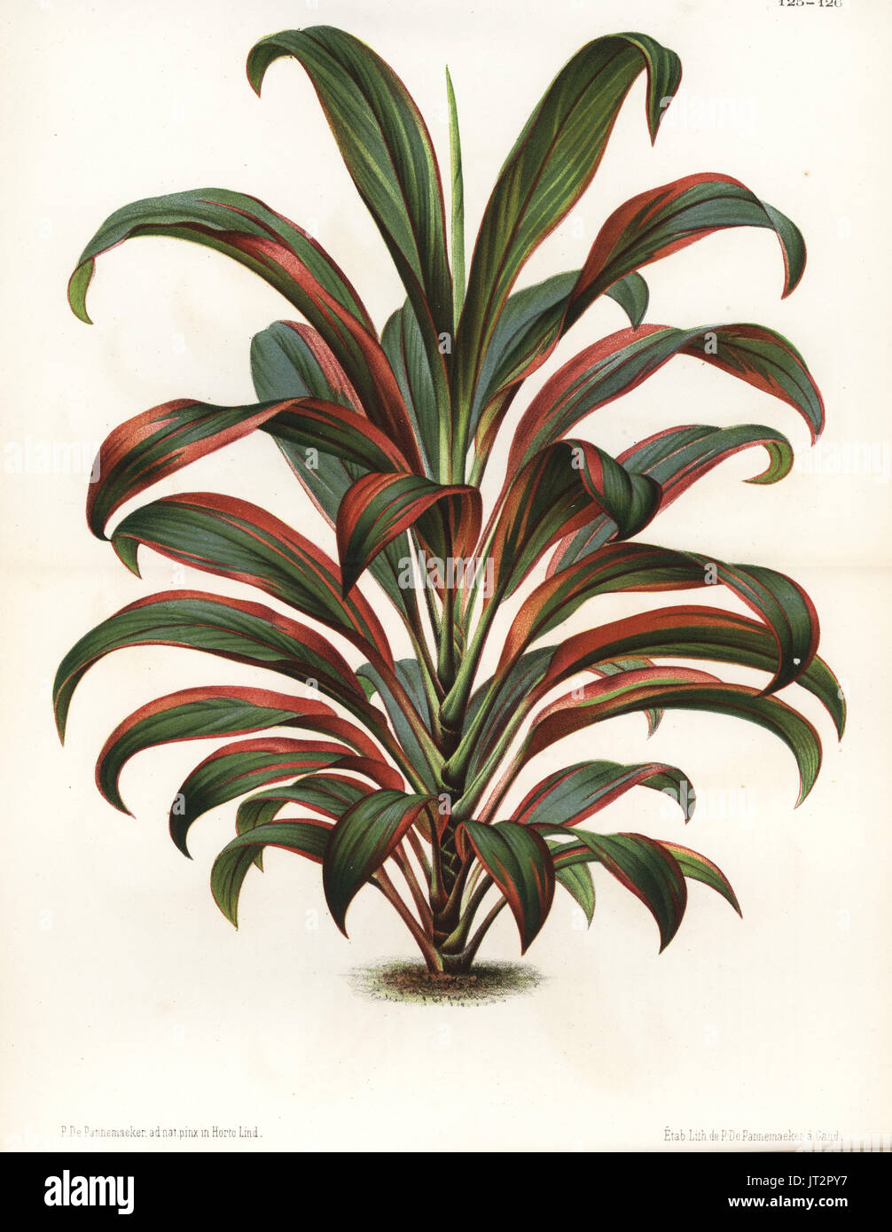 Cabbage palm, Cordyline fruticosa (Dracaena gloriosa). Drawn and chromolithographed by P. de Pannemaeker from Jean Linden's l'Illustration Horticole, Brussels, 1873. Stock Photo