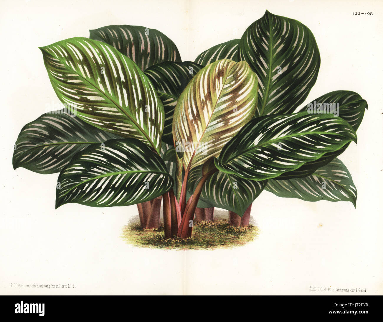 Prayer plant, Calathea hieroglyphica. Drawn and chromolithographed by P. de Pannemaeker from Jean Linden's l'Illustration Horticole, Brussels, 1873. Stock Photo