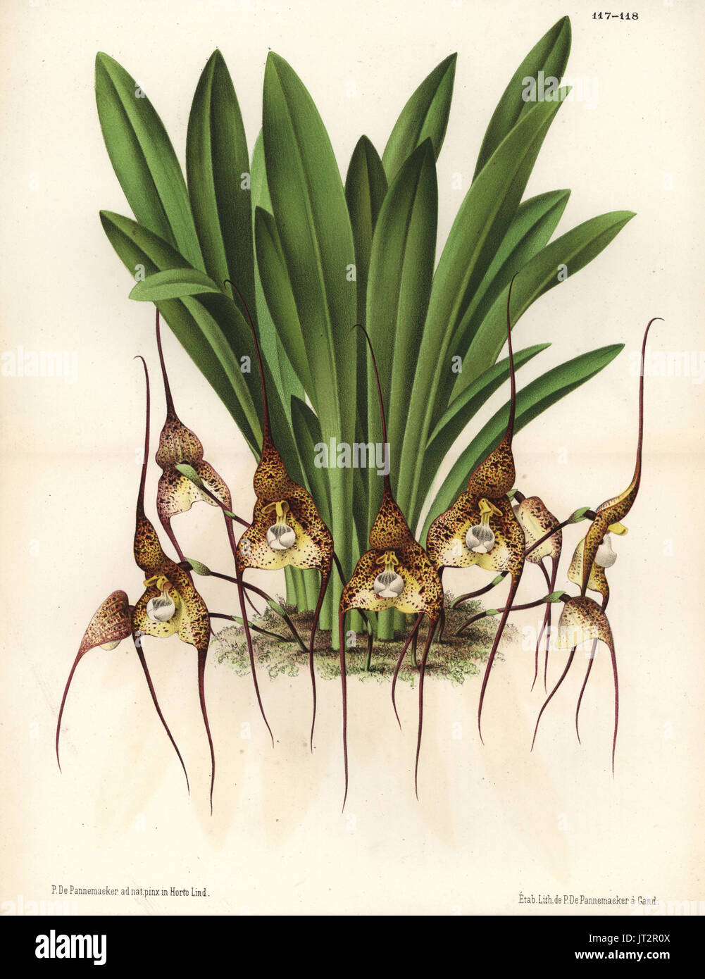 Dracula chimaera orchid (Masdevallia chimaera). Drawn and chromolithographed by P. de Pannemaeker from Jean Linden's l'Illustration Horticole, Brussels, 1873. Stock Photo