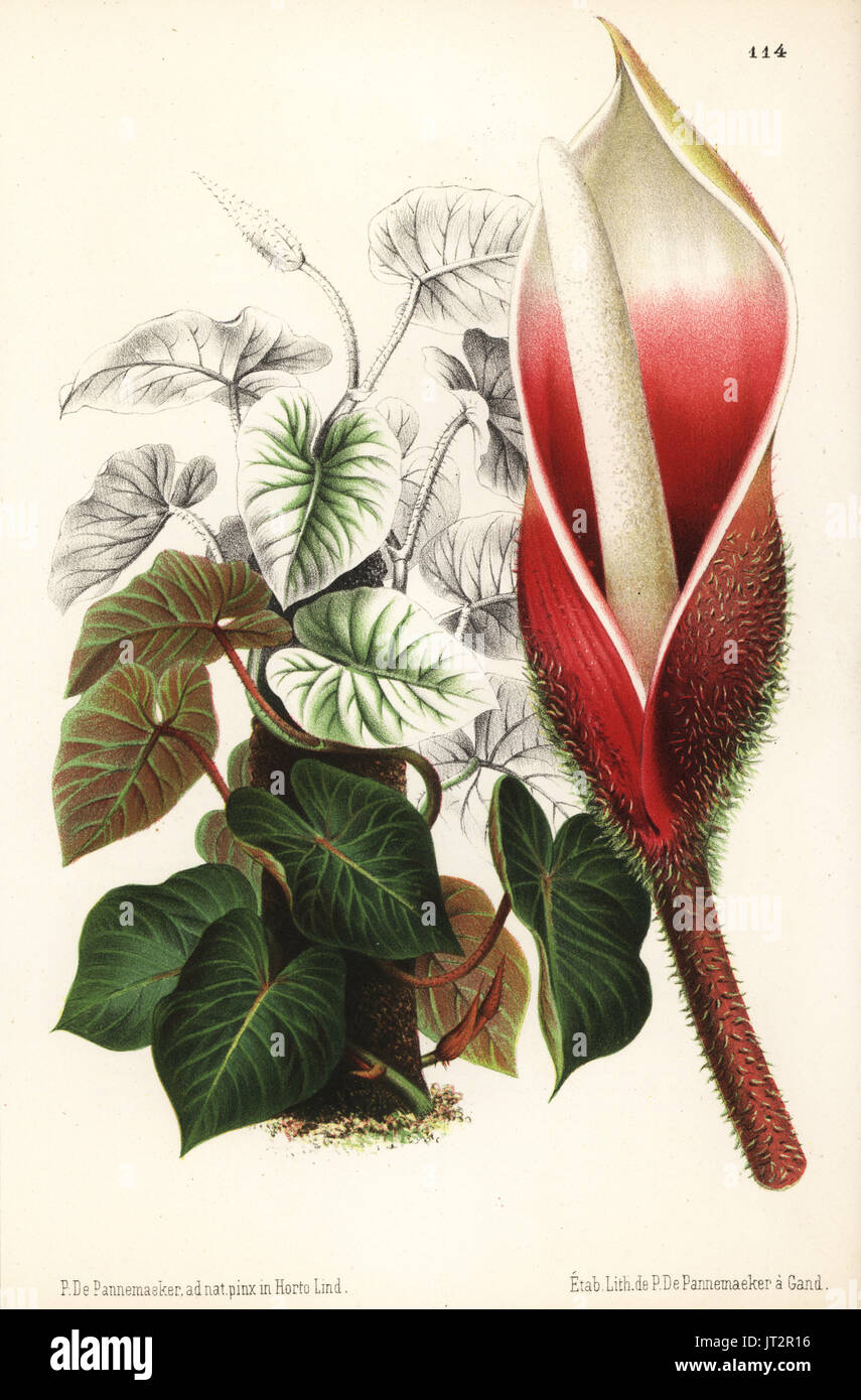 Philodendron verrucosum (Philodendron daguense). Chromolithograph by P. de Pannemaeker from Jean Linden's l'Illustration Horticole, Brussels, 1873. Stock Photo