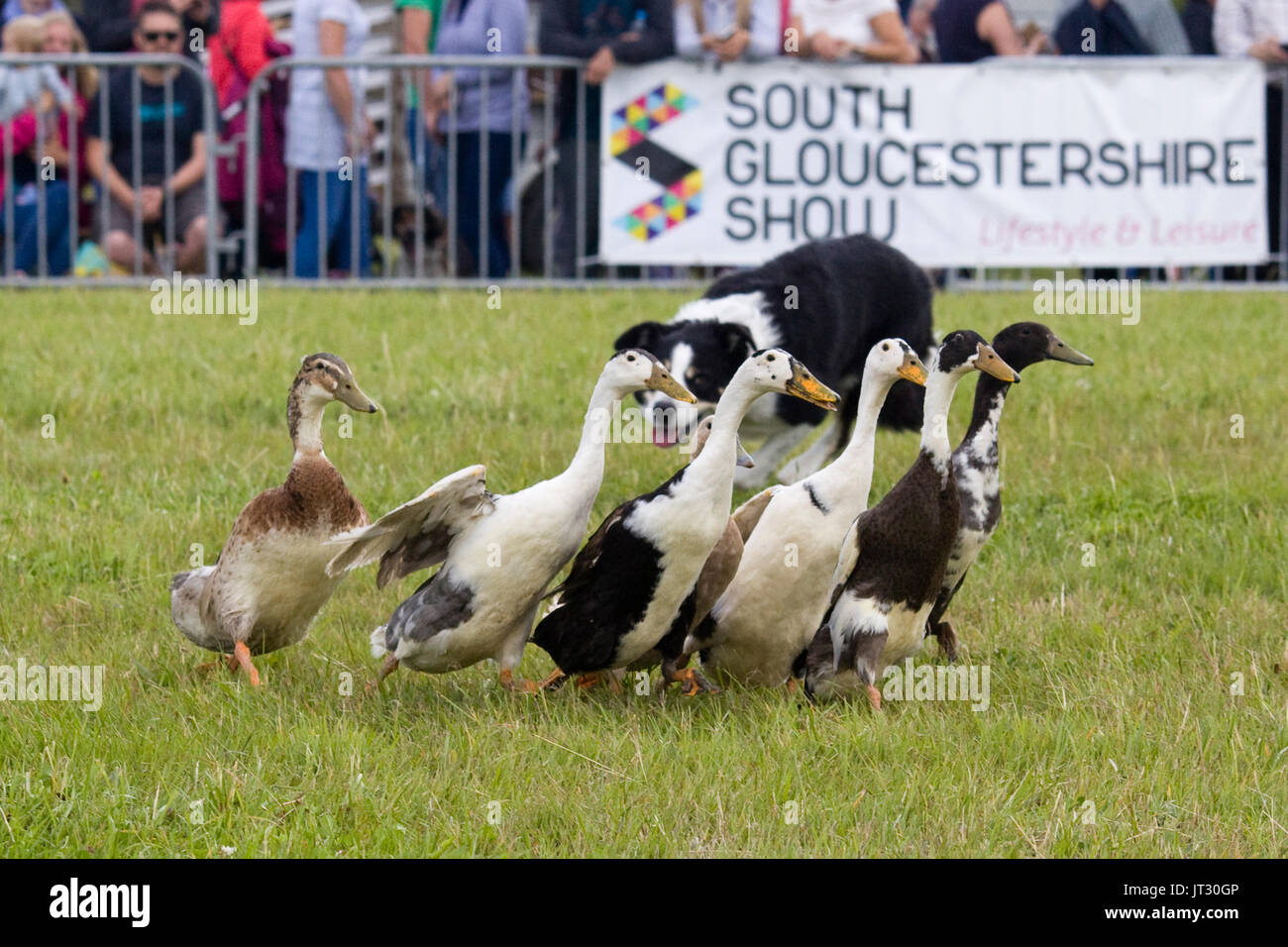 Indian Runner ducks being rounded up by a sheep dog Stock Photo