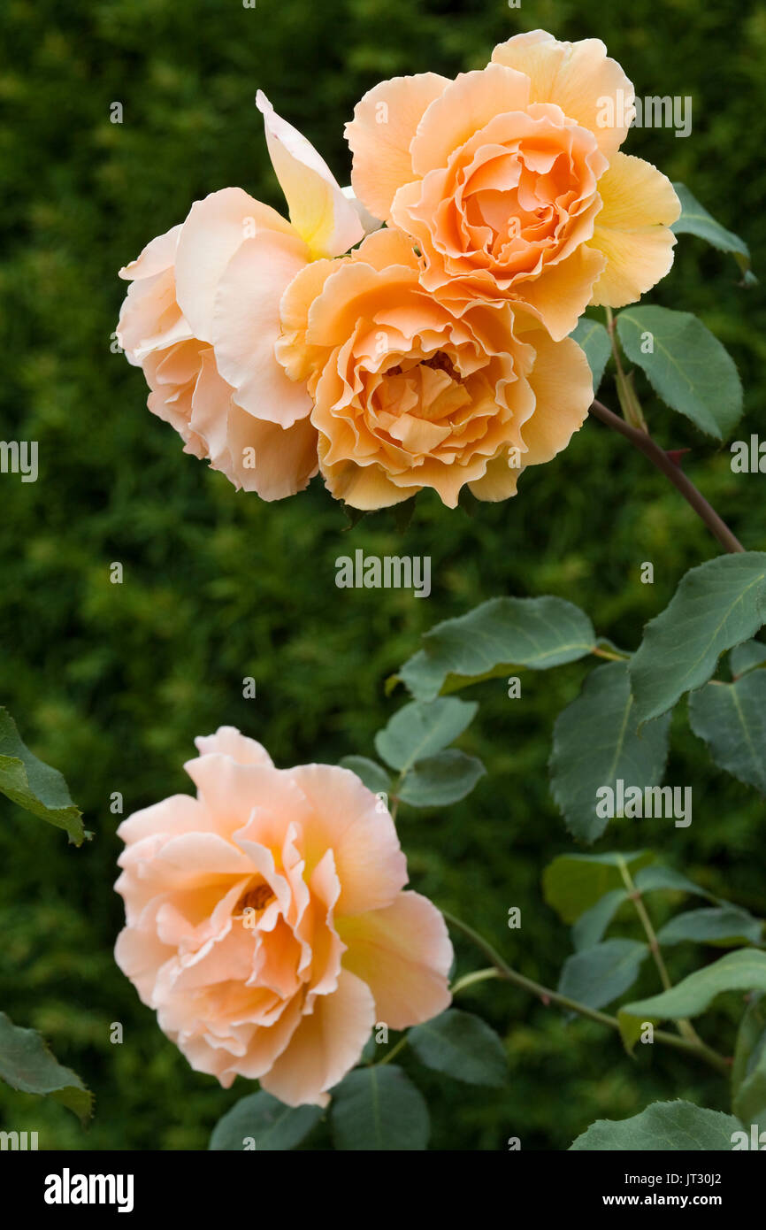 English Roses growing in the garden Stock Photo Alamy