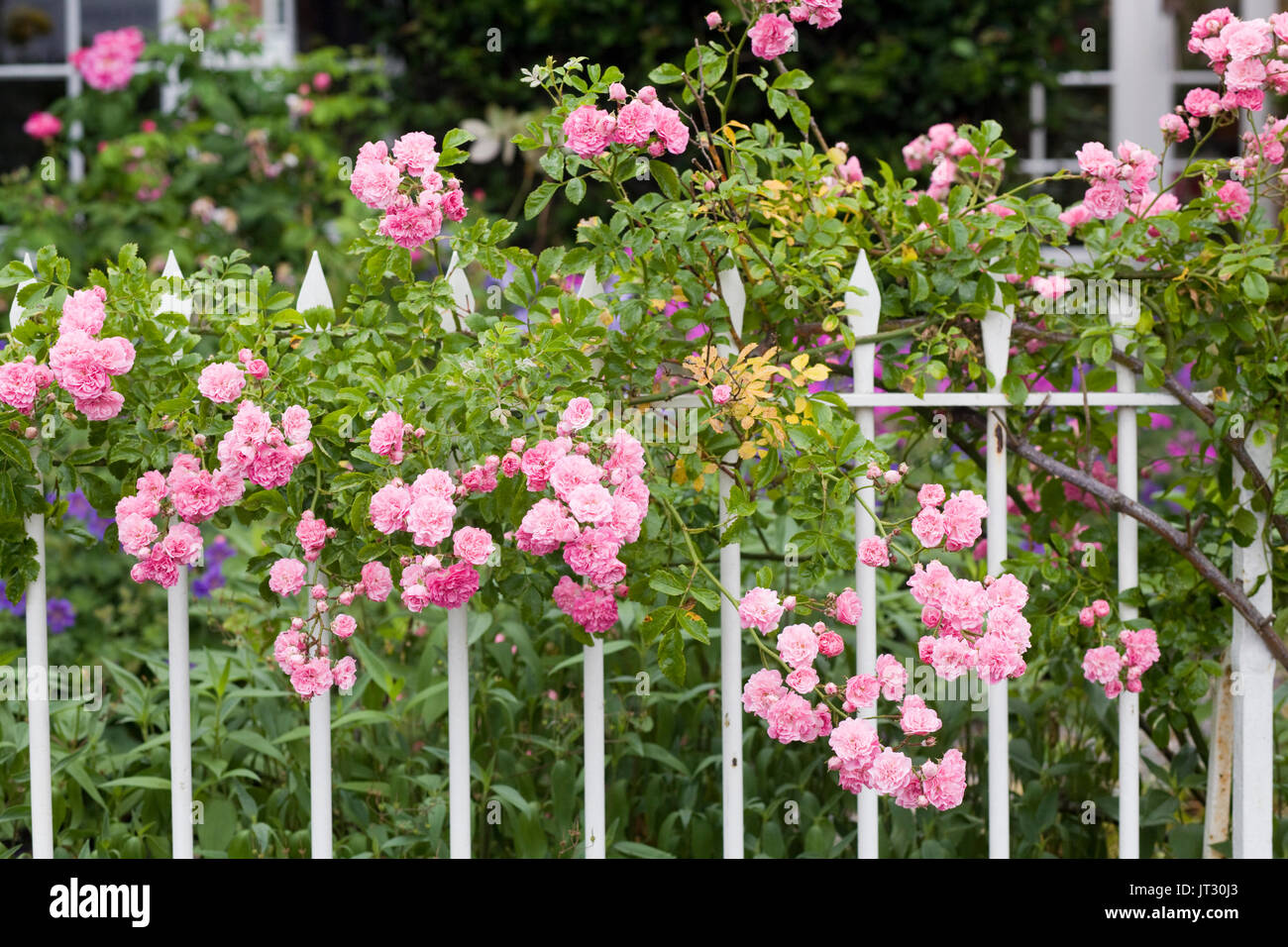 Pink rose bush hires stock photography and images Alamy