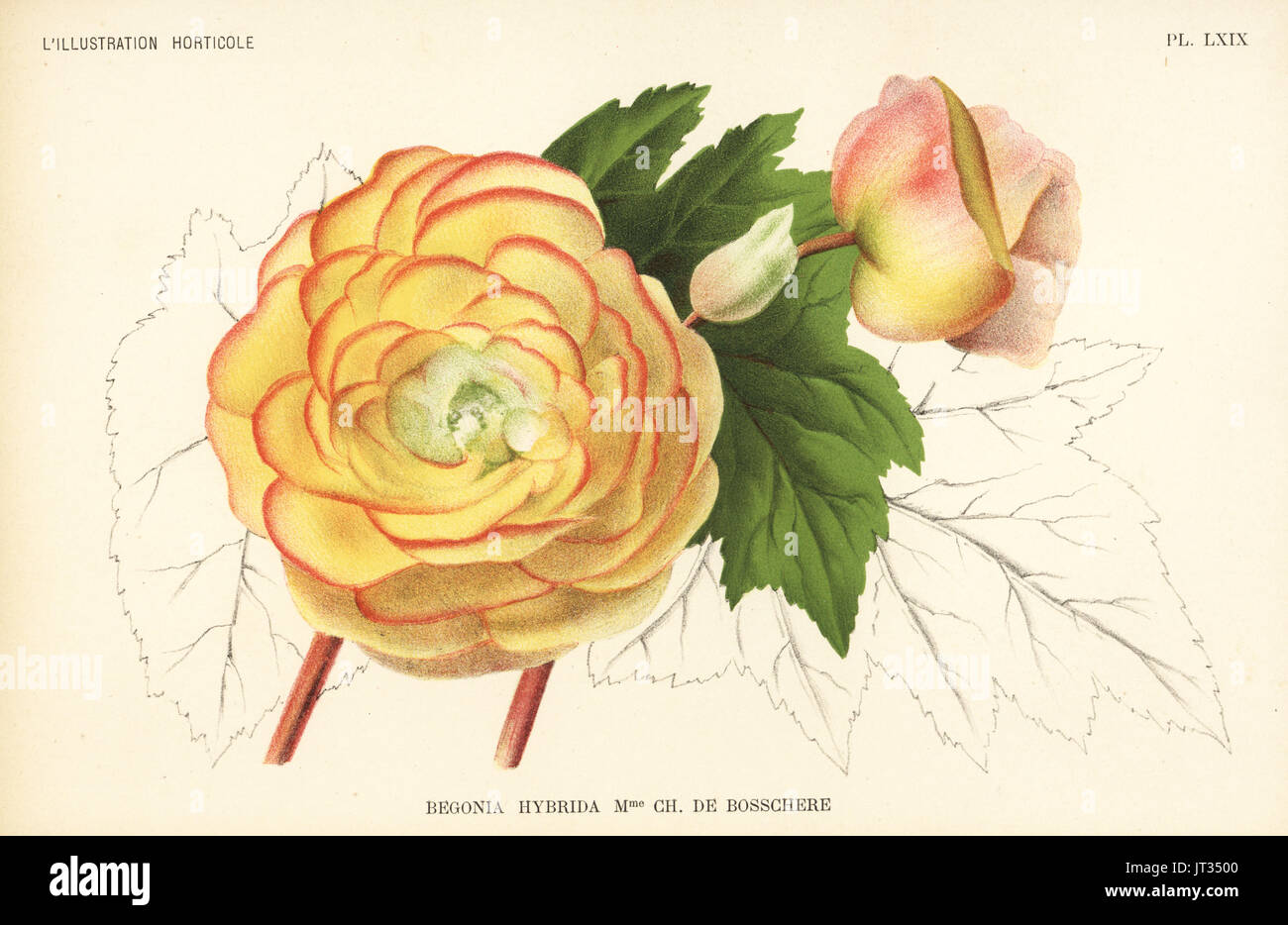 Begonia hybrid, Madame Charles de Bosschere, raised by F. Crousse of Nancy. Chromolithograph by Pieter de Pannemaeker after an illustration by J. de Pannemaeker from Jean Linden's l'Illustration Horticole, Brussels, 1896. Stock Photo