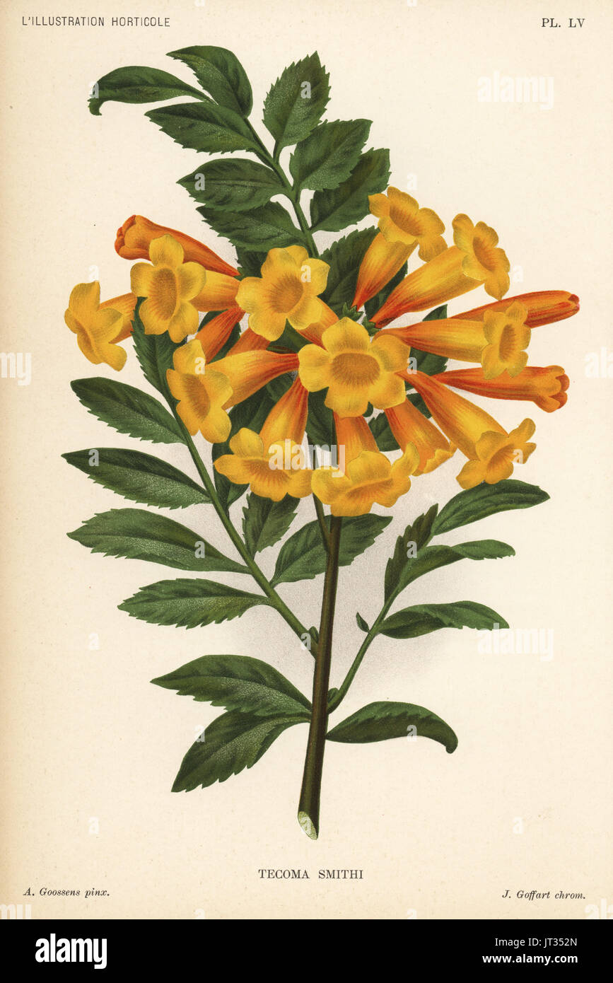 Trumpetbush variety, Tecoma x smithii. Chromolithograph by J. Goffart after an illustration by A. Goossens from Jean Linden's l'Illustration Horticole, Brussels, 1896. Stock Photo