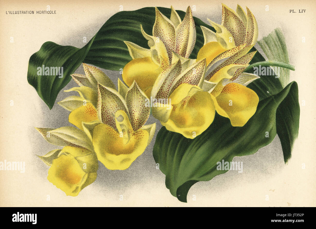 Catasetum × tapiriceps orchid (Catasetum splendens auro-maculatum). Chromolithograph by Pieter de Pannemaeker after an illustration by A. Goossens from Jean Linden's l'Illustration Horticole, Brussels, 1896. Stock Photo