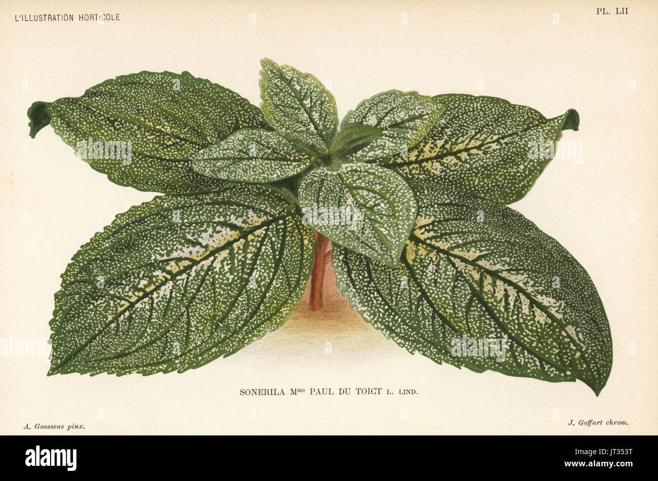 Sonerila hybrid, Madame Paul du Toict, raised by Paul du Toict, Sonerila orientalis x Sonerila margaritacea. Chromolithograph by J. Goffart after an illustration by A. Goossens from Jean Linden's l'Illustration Horticole, Brussels, 1896. Stock Photo
