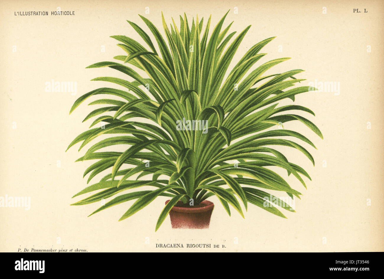 Cordyline australis hybrid produced by Albert Rigouts, Dracaena rigoutsi. Drawn and chromolithographed by Pieter de Pannemaeker from Jean Linden's l'Illustration Horticole, Brussels, 1896. Stock Photo