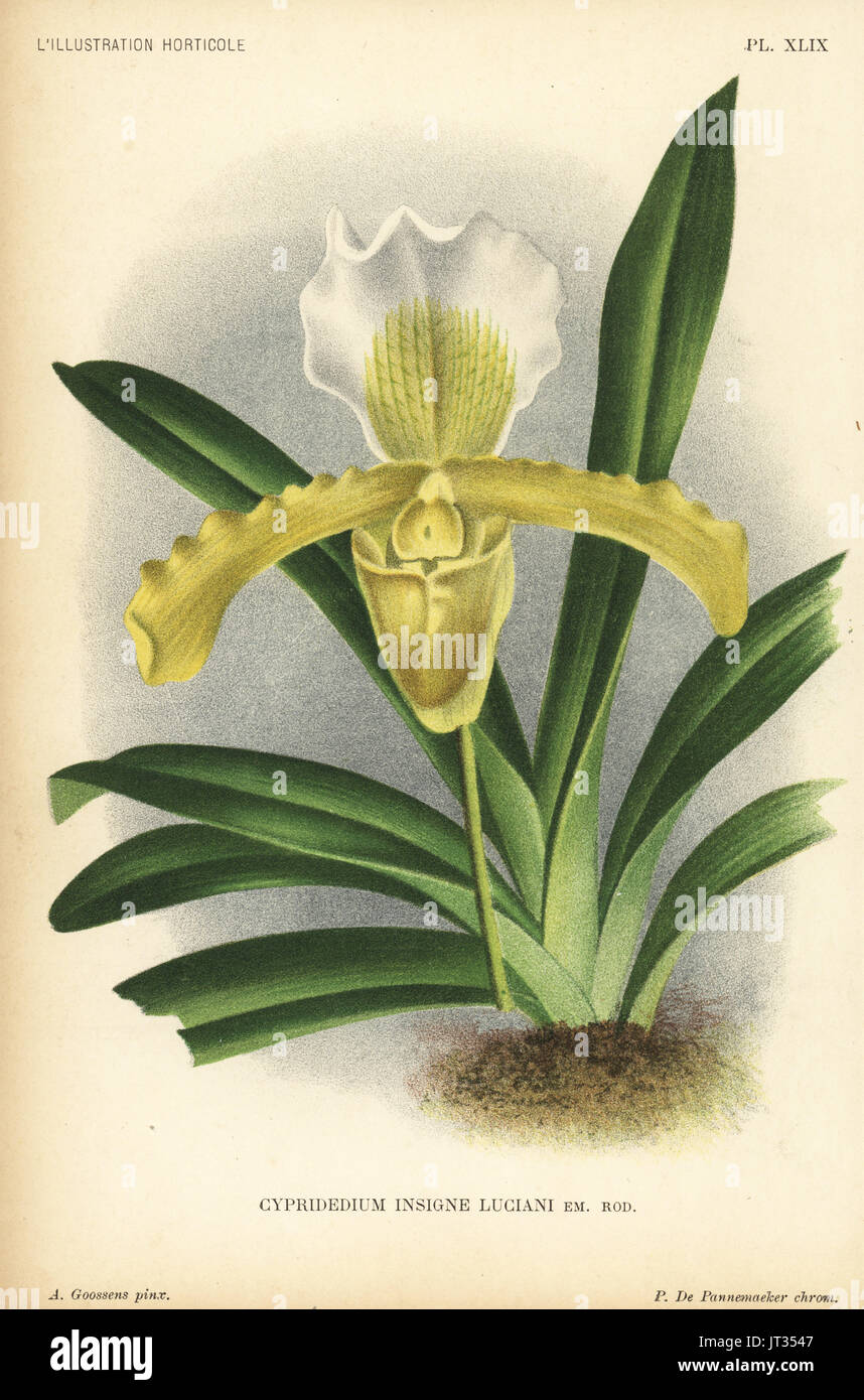 Paphiopedilum insigne orchid hybrid (Cypripedium insigne Luciani). Chromolithograph by Pieter de Pannemaeker after an illustration by A. Goossens from Jean Linden's l'Illustration Horticole, Brussels, 1896. Stock Photo