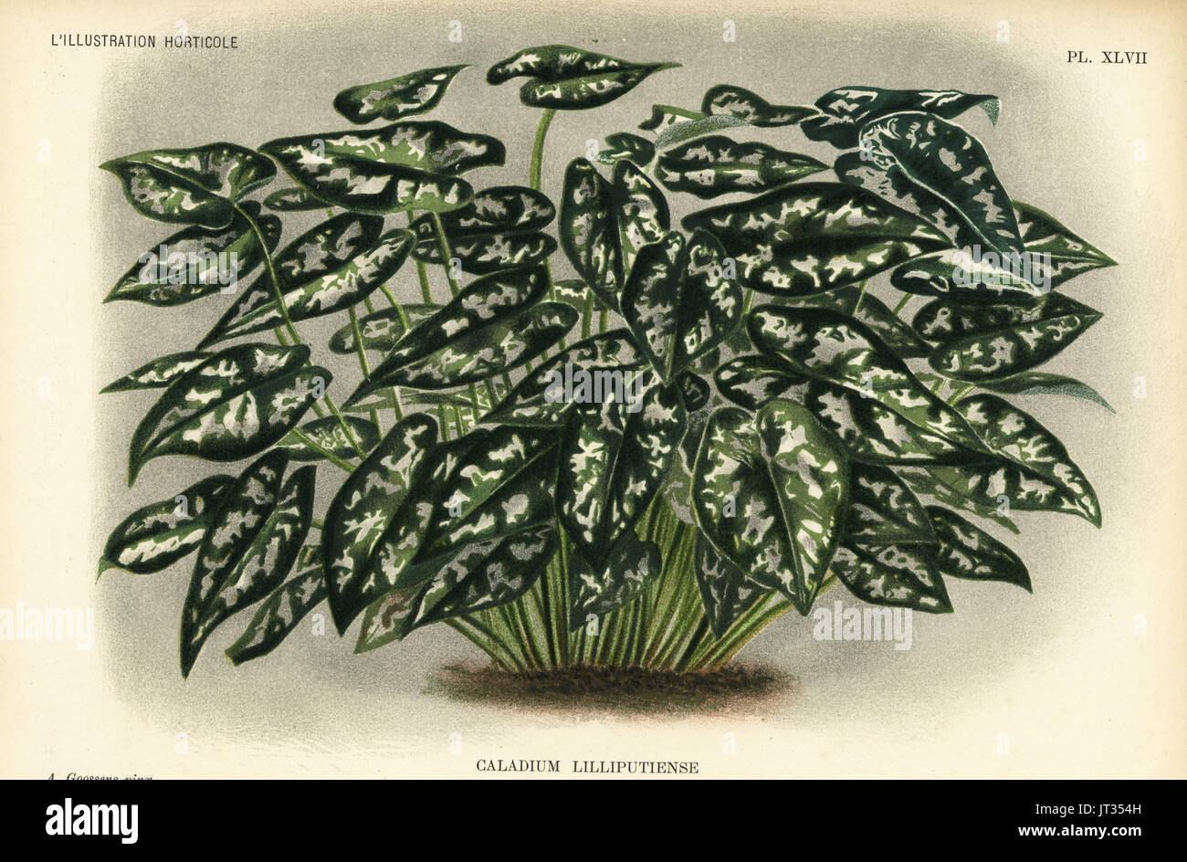 Elephant ear species, Caladium lilliputiense. Chromolithograph by Pieter de Pannemaeker after an illustration by A. Goossens from Jean Linden's l'Illustration Horticole, Brussels, 1895. Stock Photo