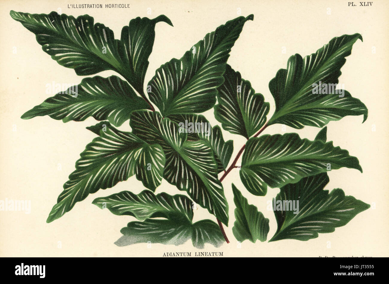 Unknown fern species, Adiantum lineatum. Chromolithograph by Pieter de Pannemaeker after an illustration by A. Goossens from Jean Linden's l'Illustration Horticole, Brussels, 1895. Stock Photo