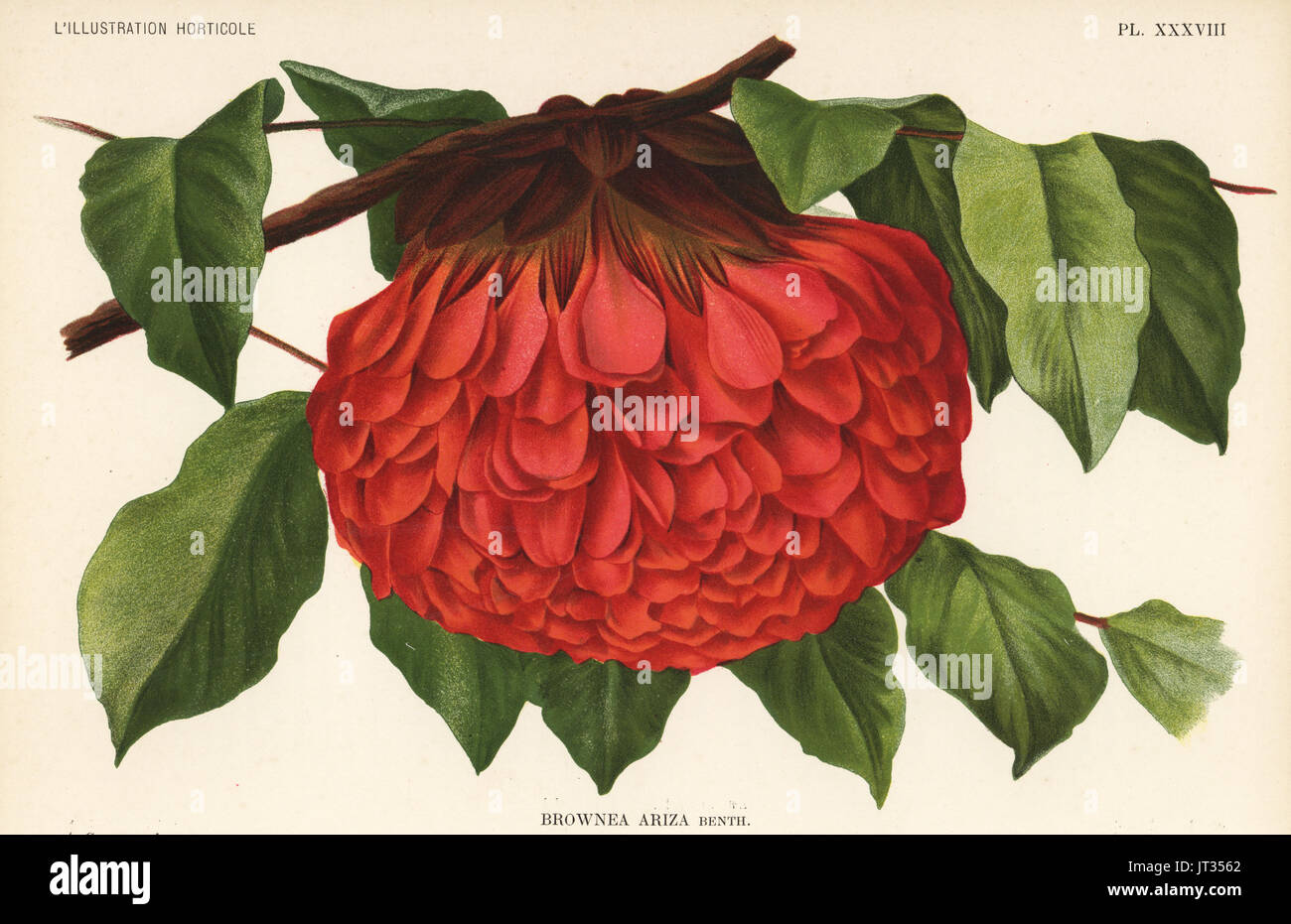 Brownea ariza. Chromolithograph by J. Goffart after an illustration by A. Goossens from Jean Linden's l'Illustration Horticole, Brussels, 1895. Stock Photo