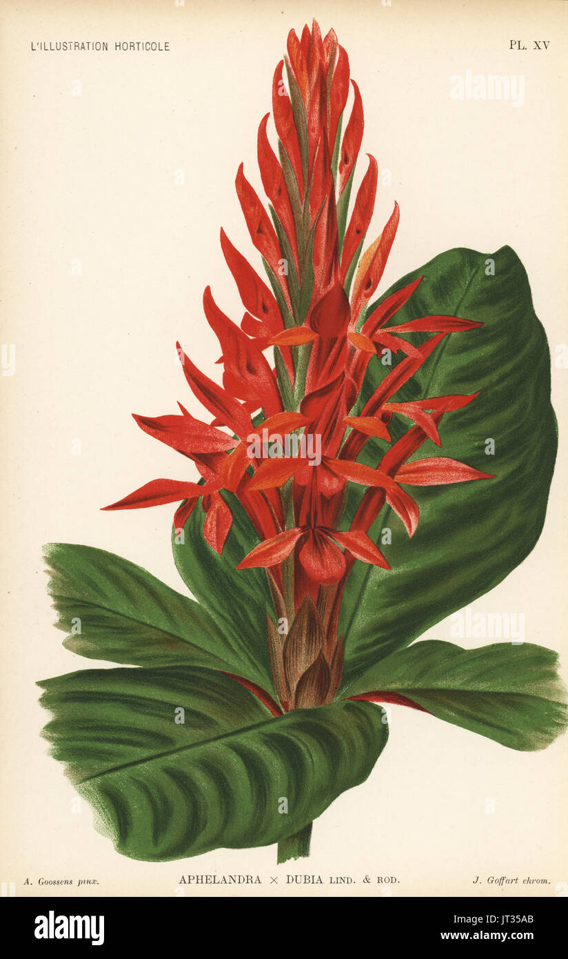 Aphelandra cultivar, Aphelandra x dubia. Cross of Aphelandra aurantiaca var. nitens x Aphelandra maculata Stenandrium lindeni. Chromolithograph by J. Goffart after an illustration by A. Goossens from Jean Linden's l'Illustration Horticole, Brussels, 1894. Stock Photo