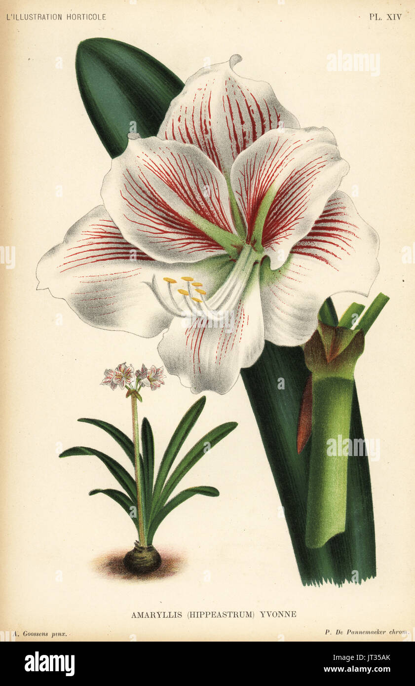Amaryllis cultivar, Mlle. Yvonne Linden, Hippeastrum yvonne. Chromolithograph by P. de Pannemaeker after an illustration by A. Goossens from Jean Linden's l'Illustration Horticole, Brussels, 1894. Stock Photo