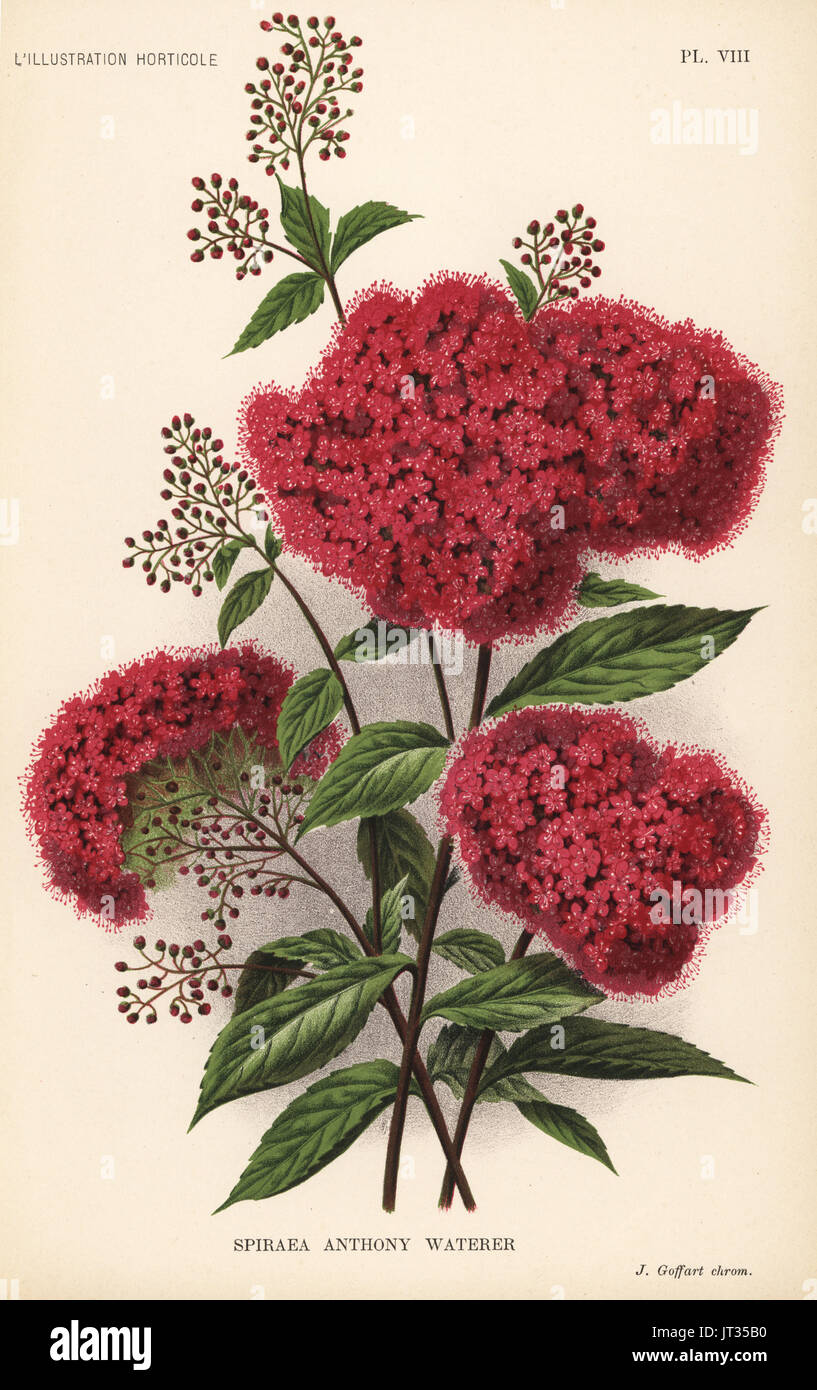 Spiraea japonica cultivar, Anthony Waterer. Chromolithograph by J. Goffart from Jean Linden's l'Illustration Horticole, Brussels, 1894. Stock Photo